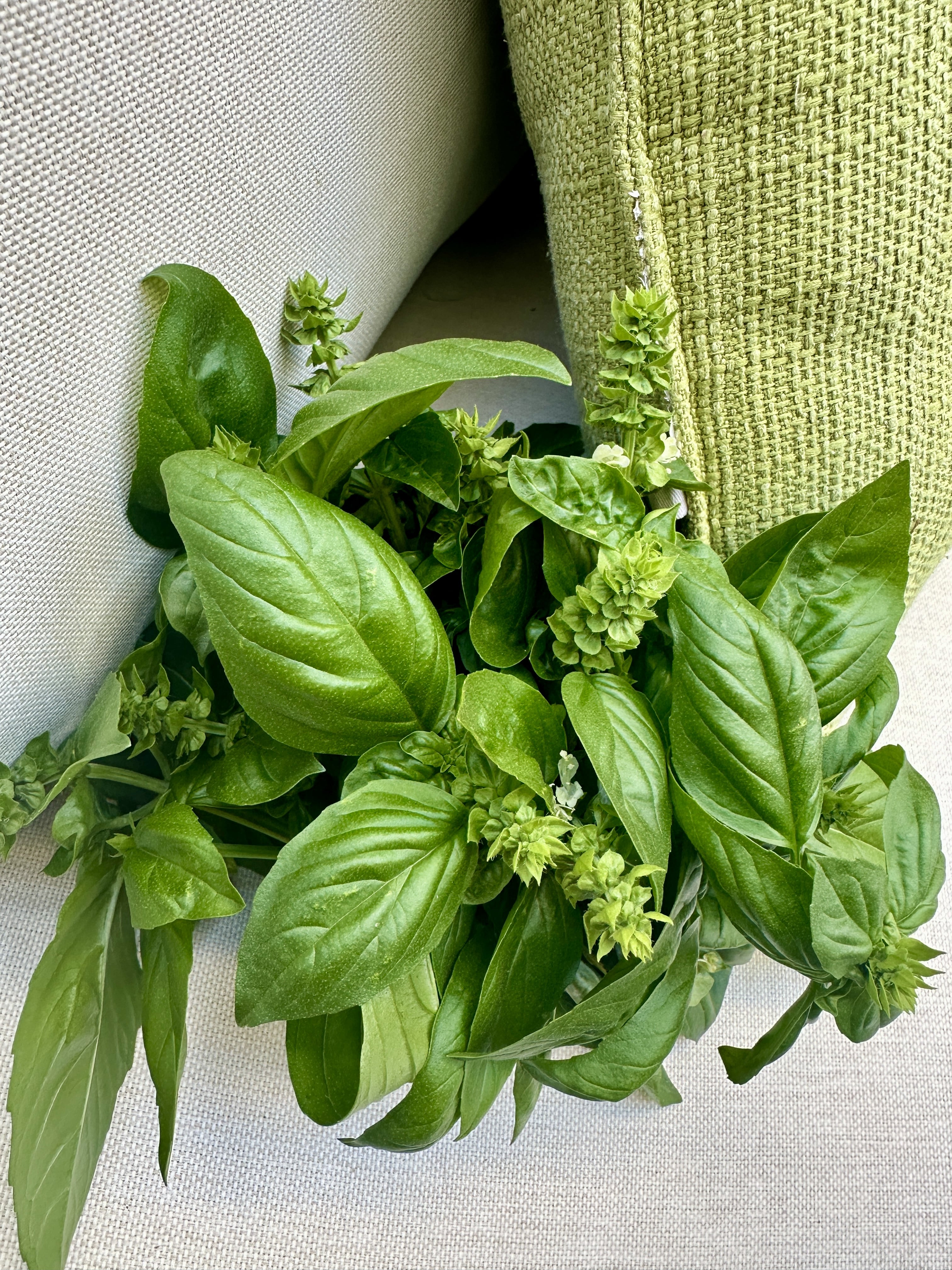 Harvested basil cuttings with blooms