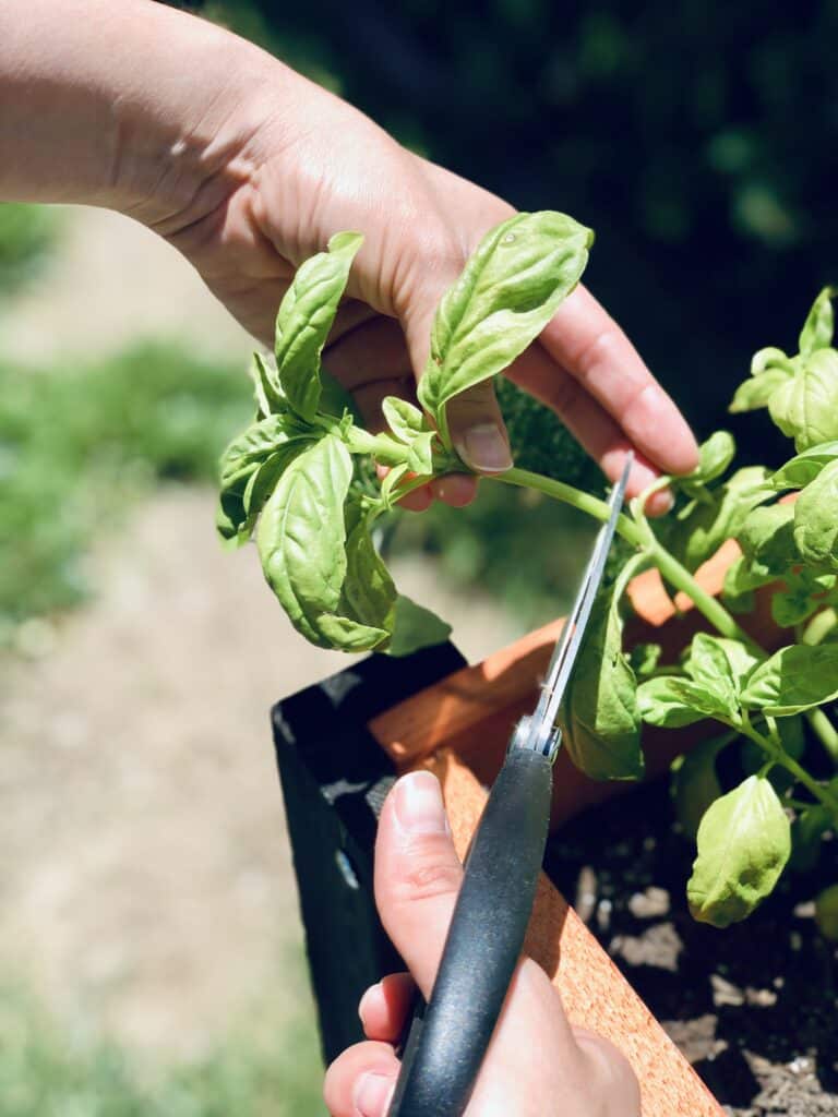 Hand shown using scissors to harvest basil, cutting into green stem
