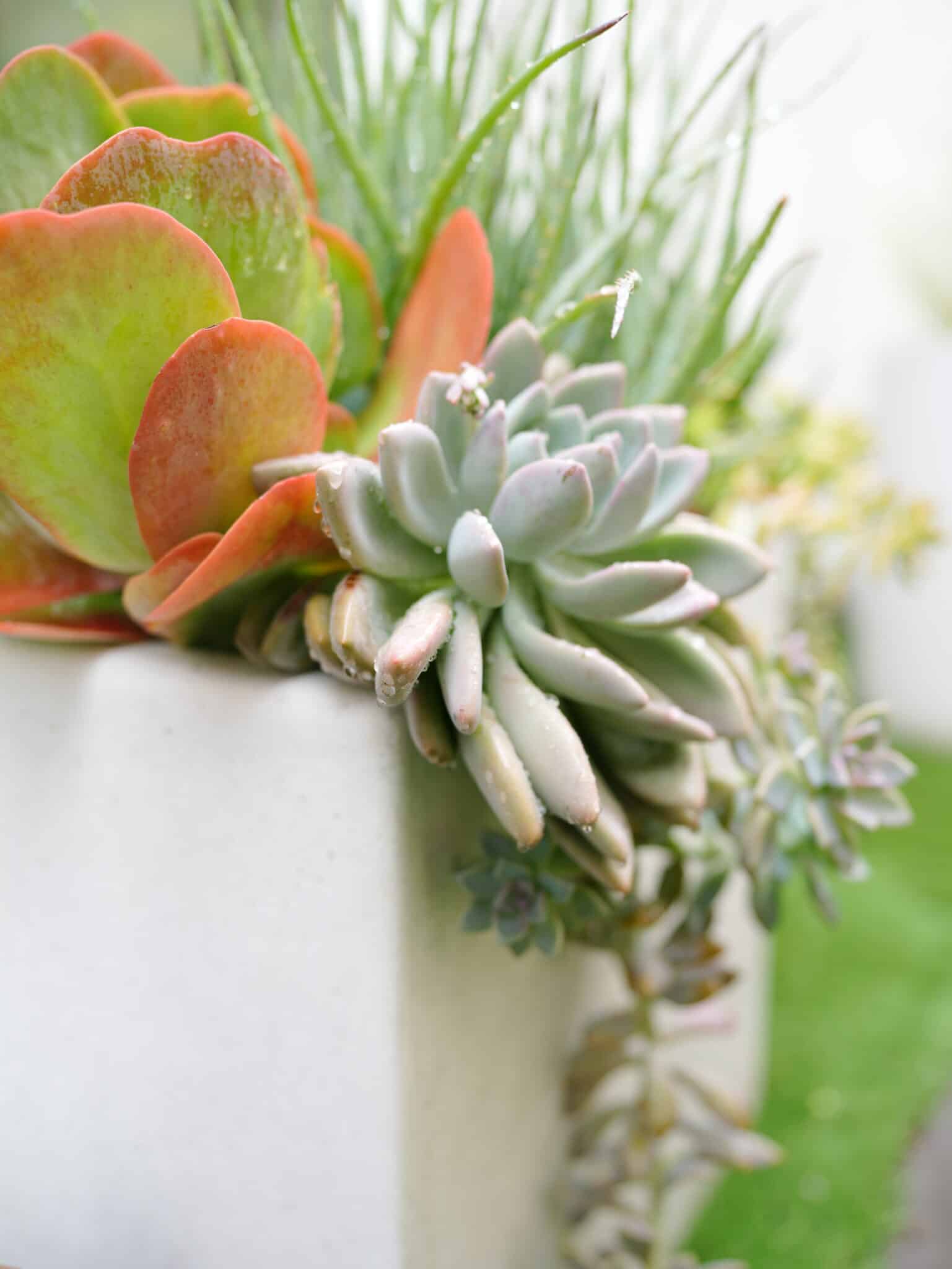 How to Propagate Succulents: A Step-by-Step Guide for Beginners – Among ...