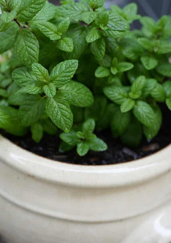 Mint plant planted in large pot