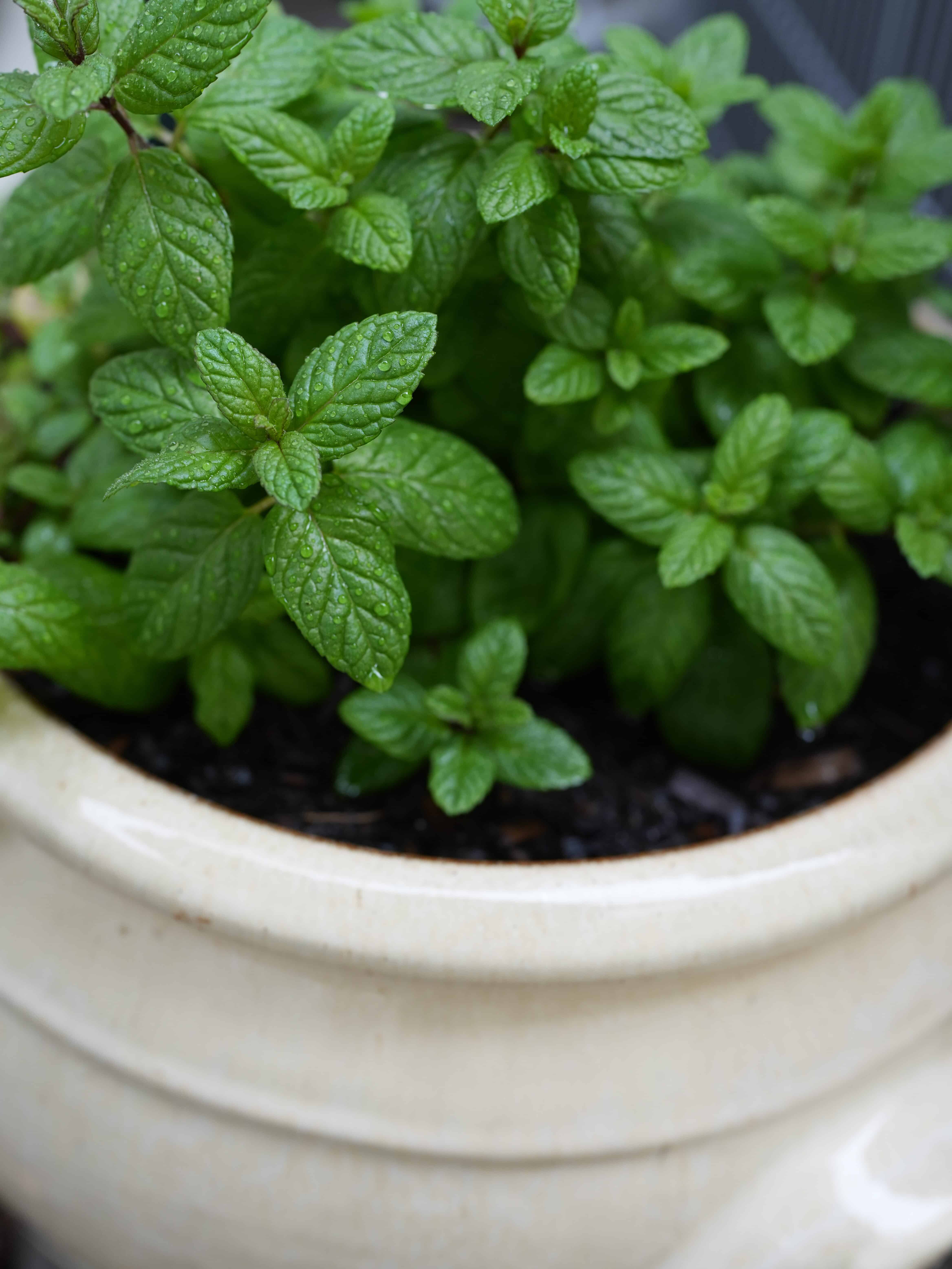 Mint plant planted in large pot
