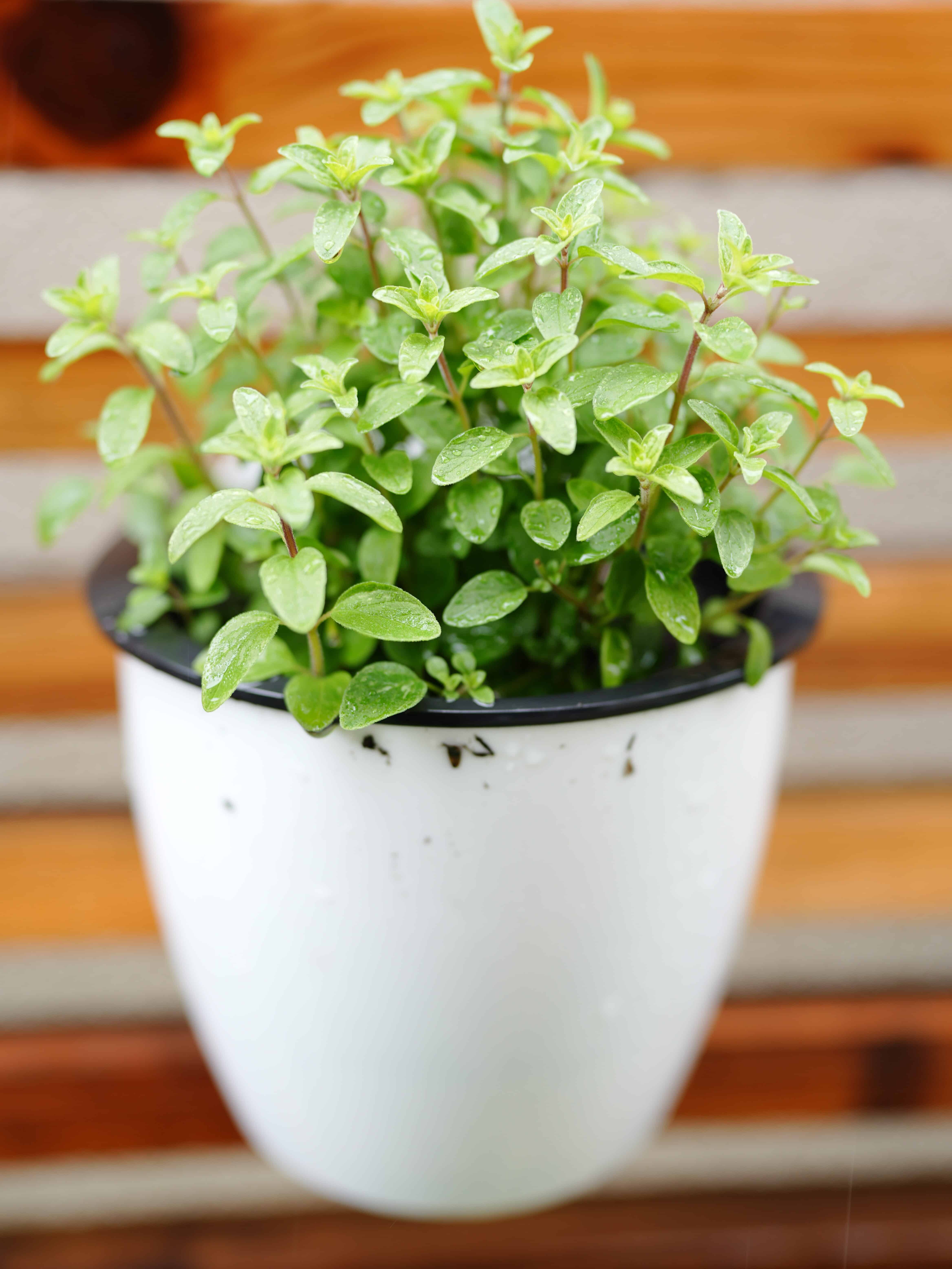 Oregano plant in white pot on vertical garden wall