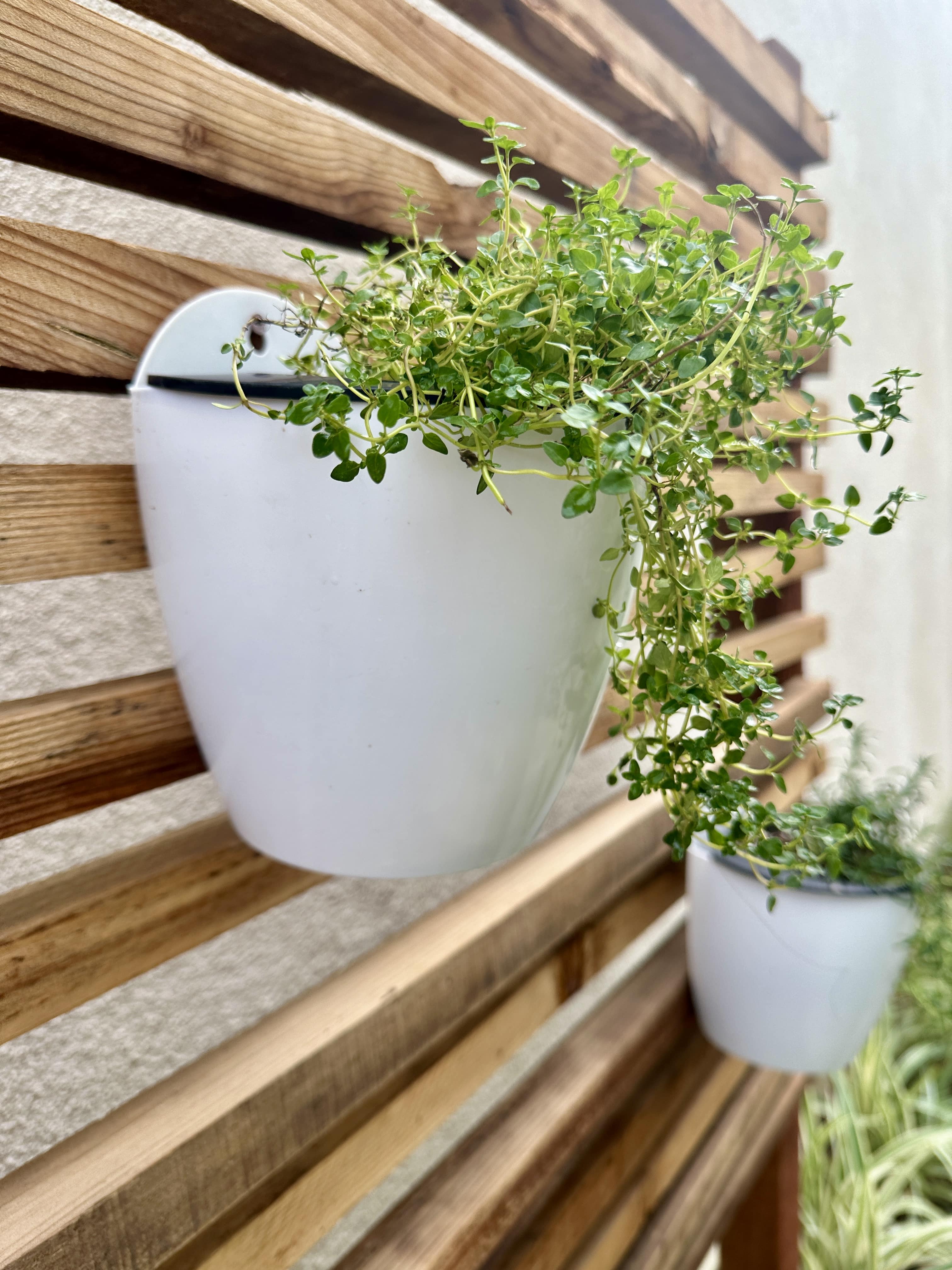 Creeping Thyme Herb plant planted in white hanging pot on vertical garden wall