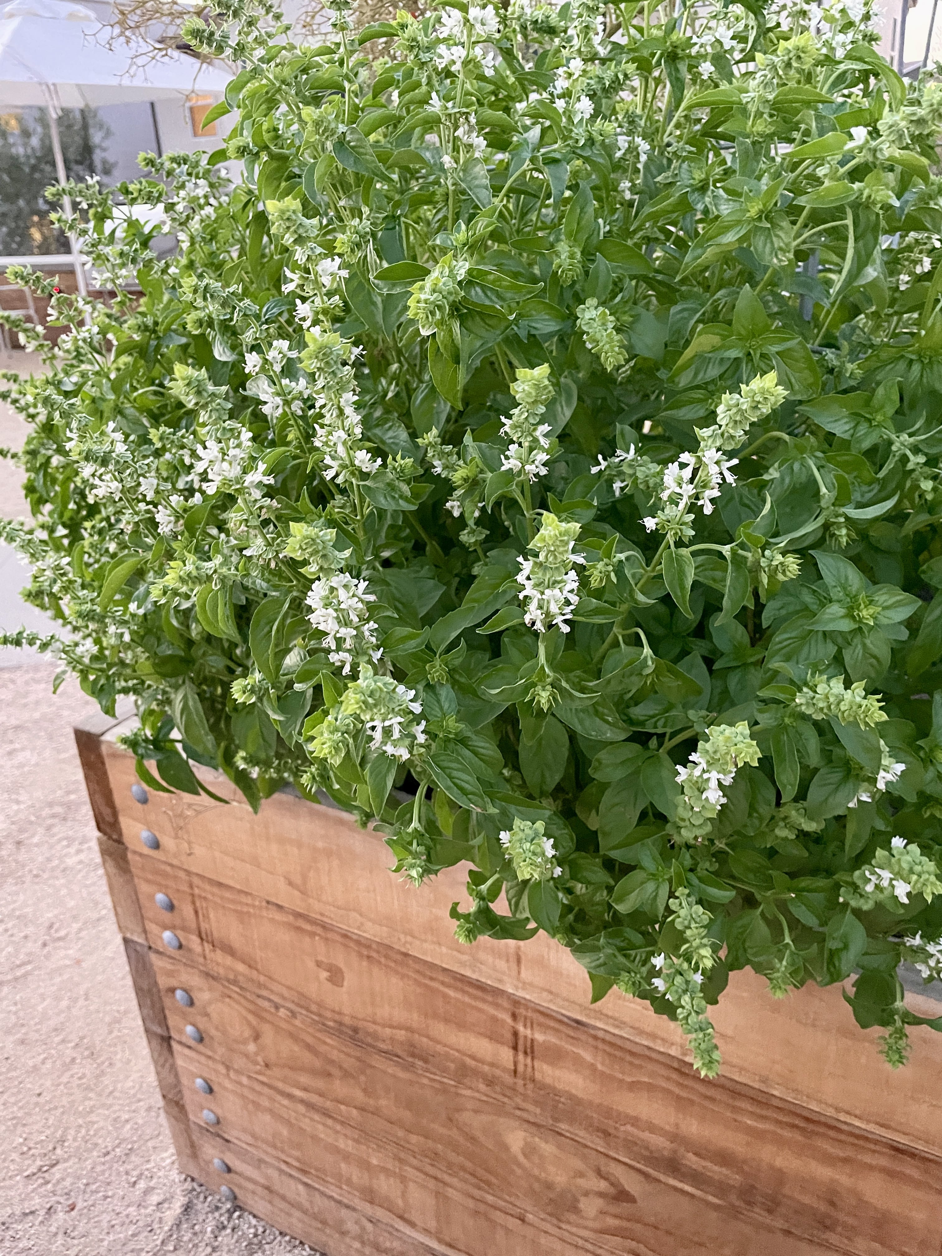 Basil growing in large wooden raised garden bed