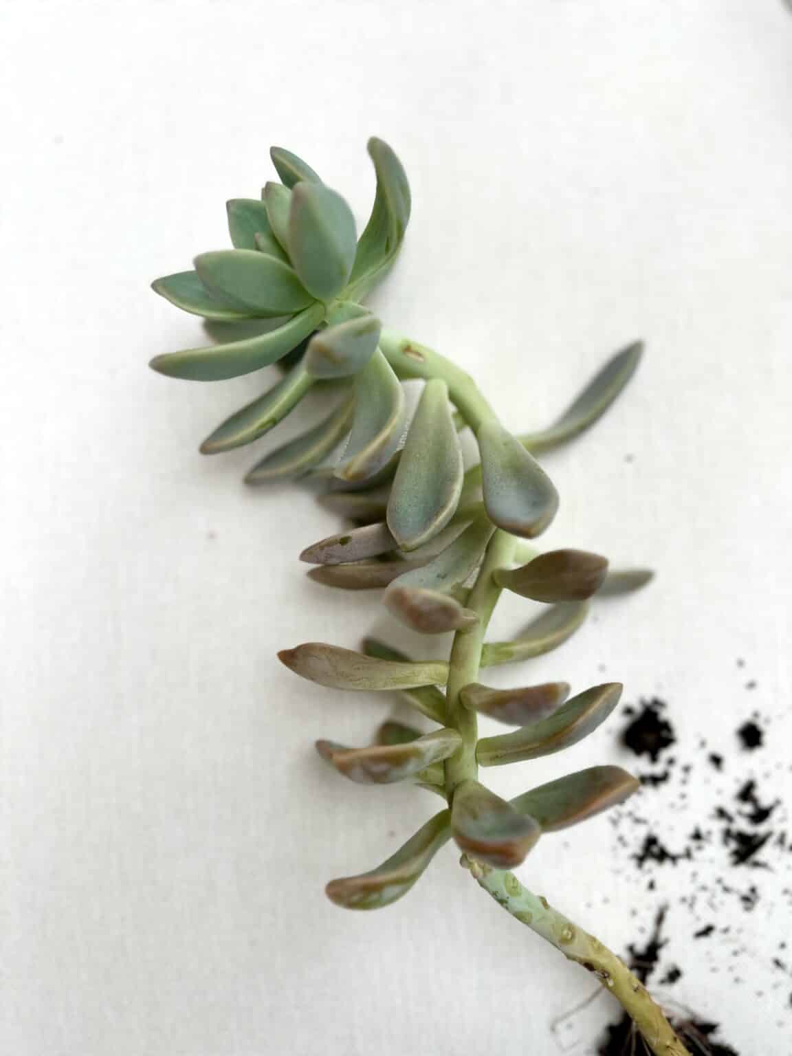 How to Fix Stretched and Leggy Succulents – Among the Lilacs