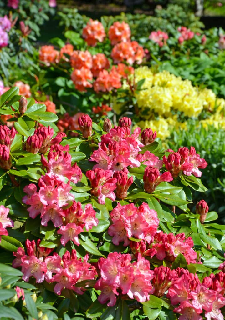 Azalea bush on green shrubs