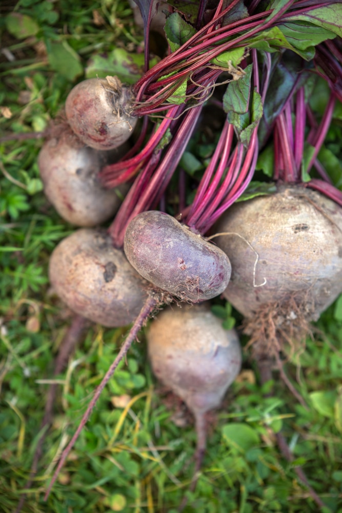 Purple beets harvested from the garden