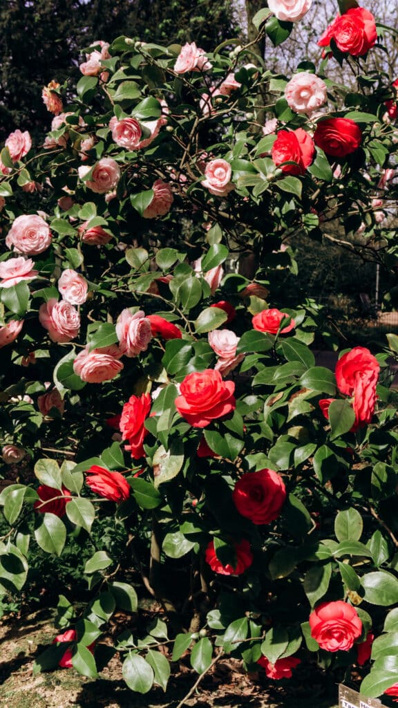 Camellia Bush with pink and red blooms growing on a shrub