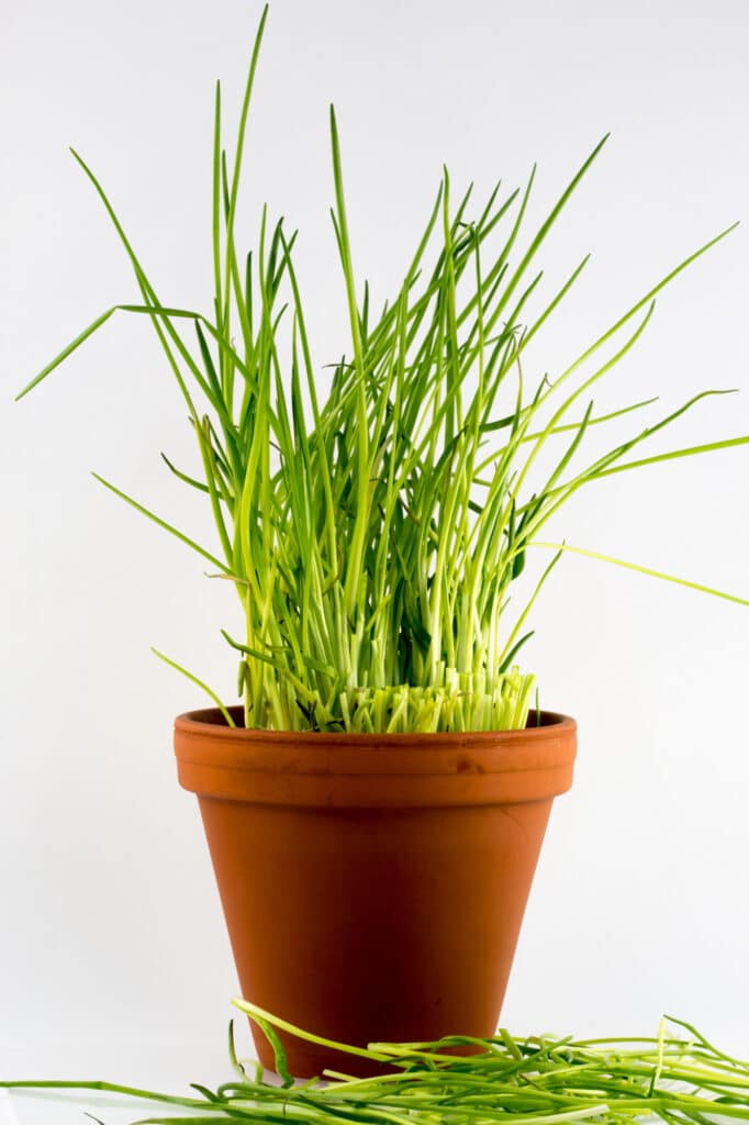Chives herb plant in terra cotta plant