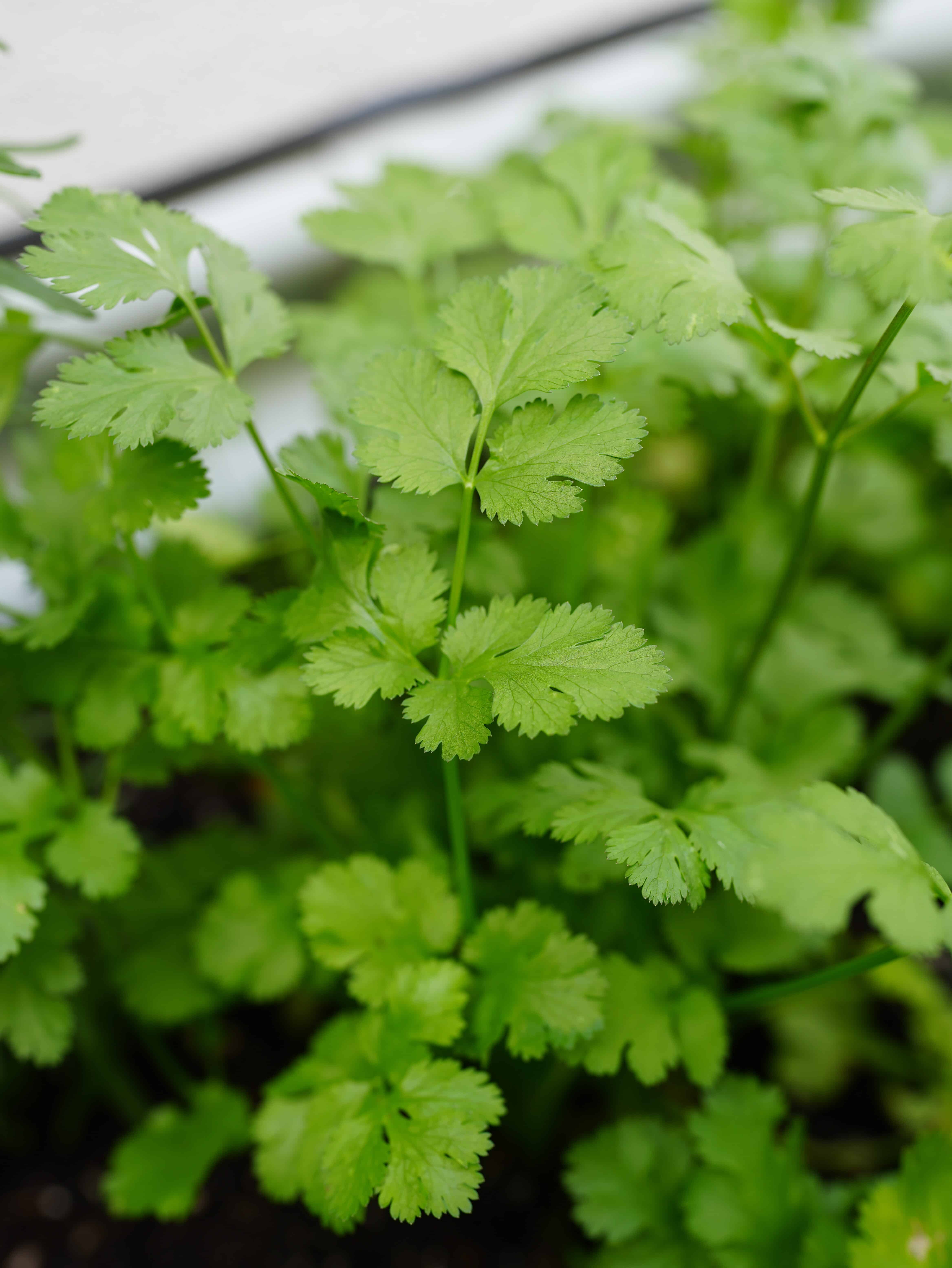 Cilantro plant growing in raised garden bed