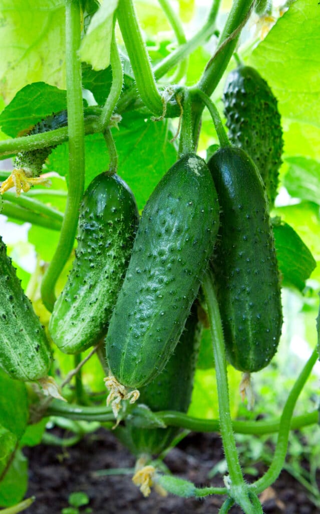 Cucumber fruit hanging on the vine