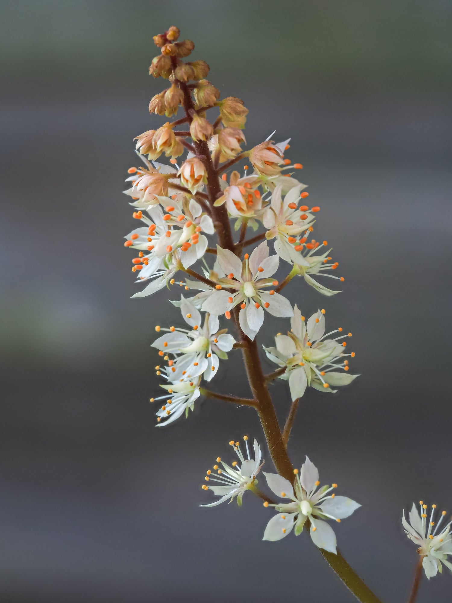 Closeup of foam flower spike, a cluster of tiny flowers with white and orange