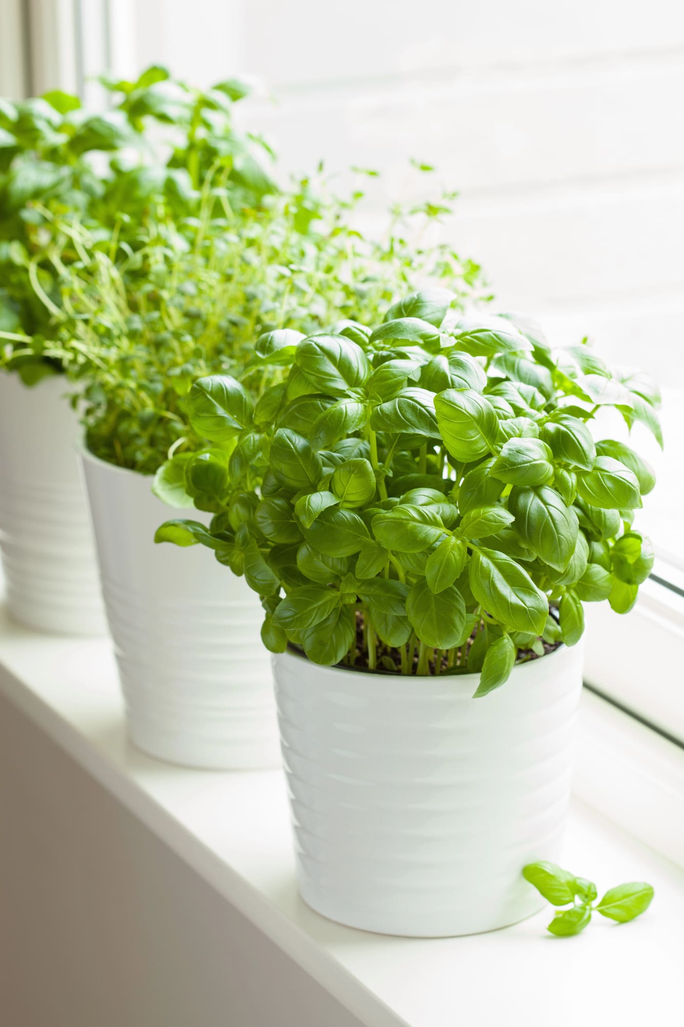 Herbs planted in small white pots on windowsill