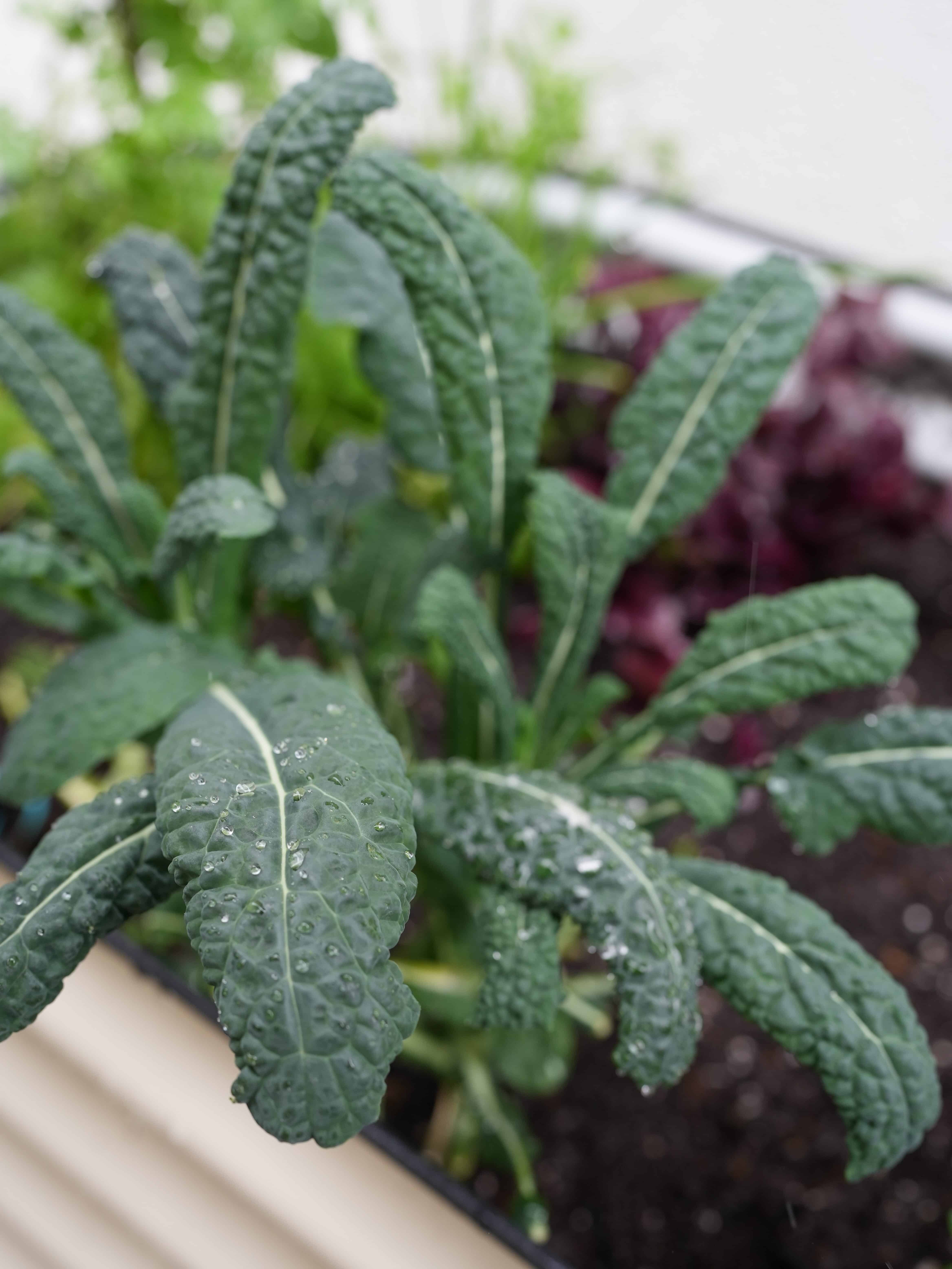 Kale Plant growing in raised garden.