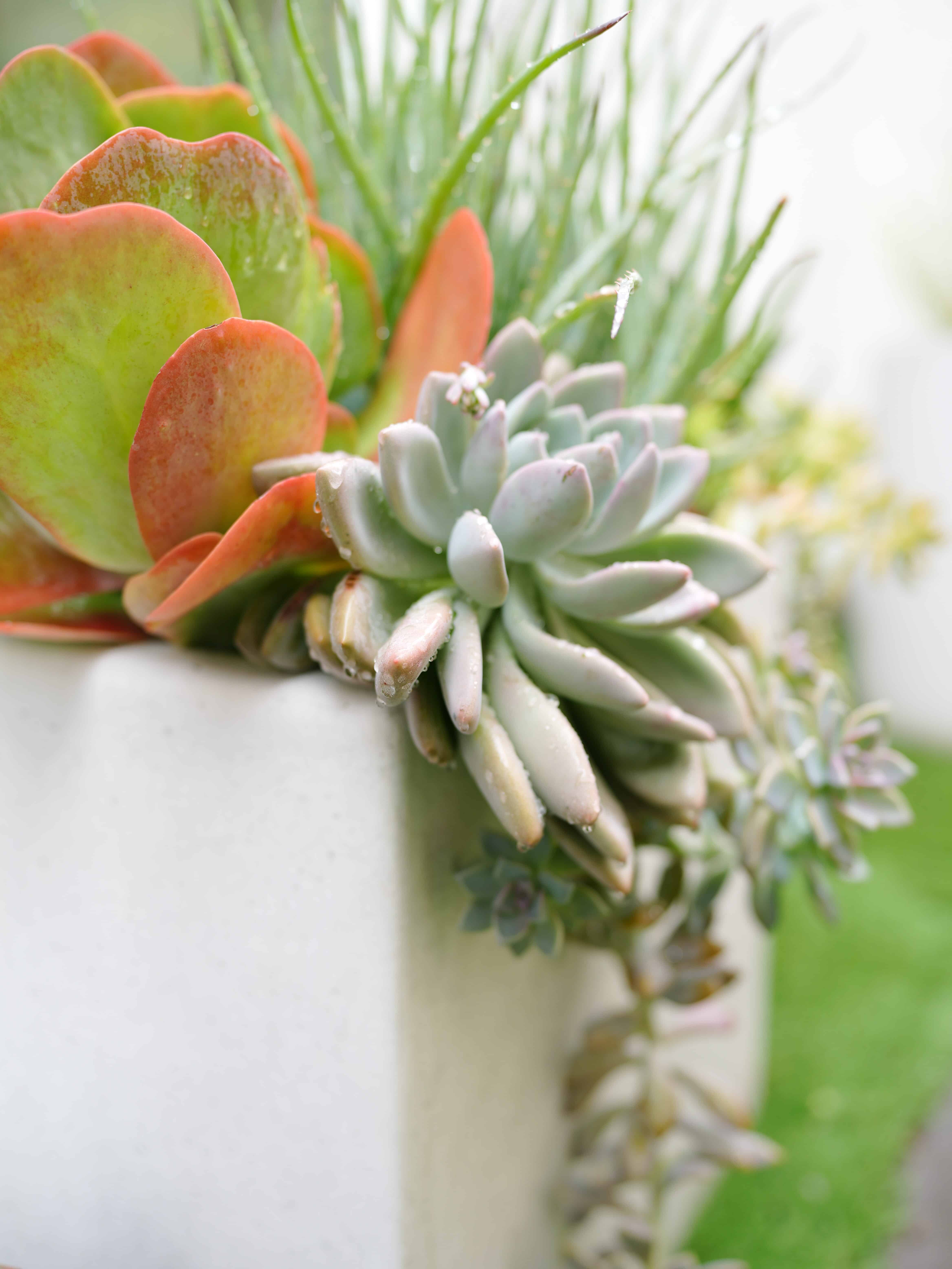 Potted succulents in large white rectangular pot
