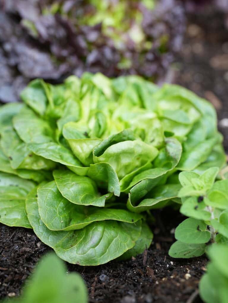 An Easy Home Garden Routine for a Tidy, Beautiful Space