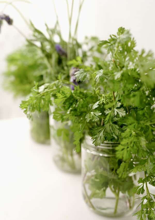 Fresh herbs growing in glass jars on white kitchen countertop
