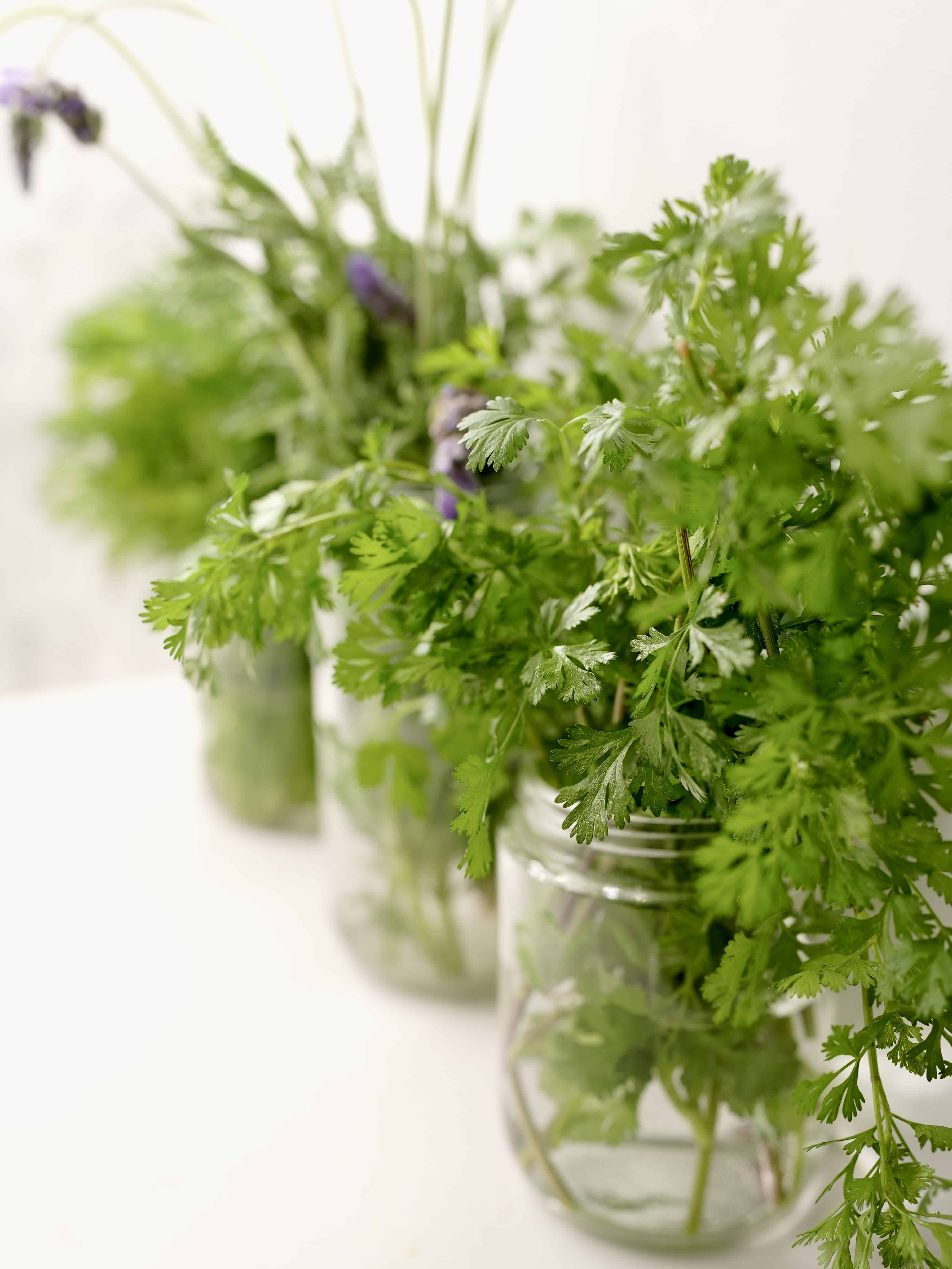 Fresh herbs growing in glass jars on white kitchen countertop