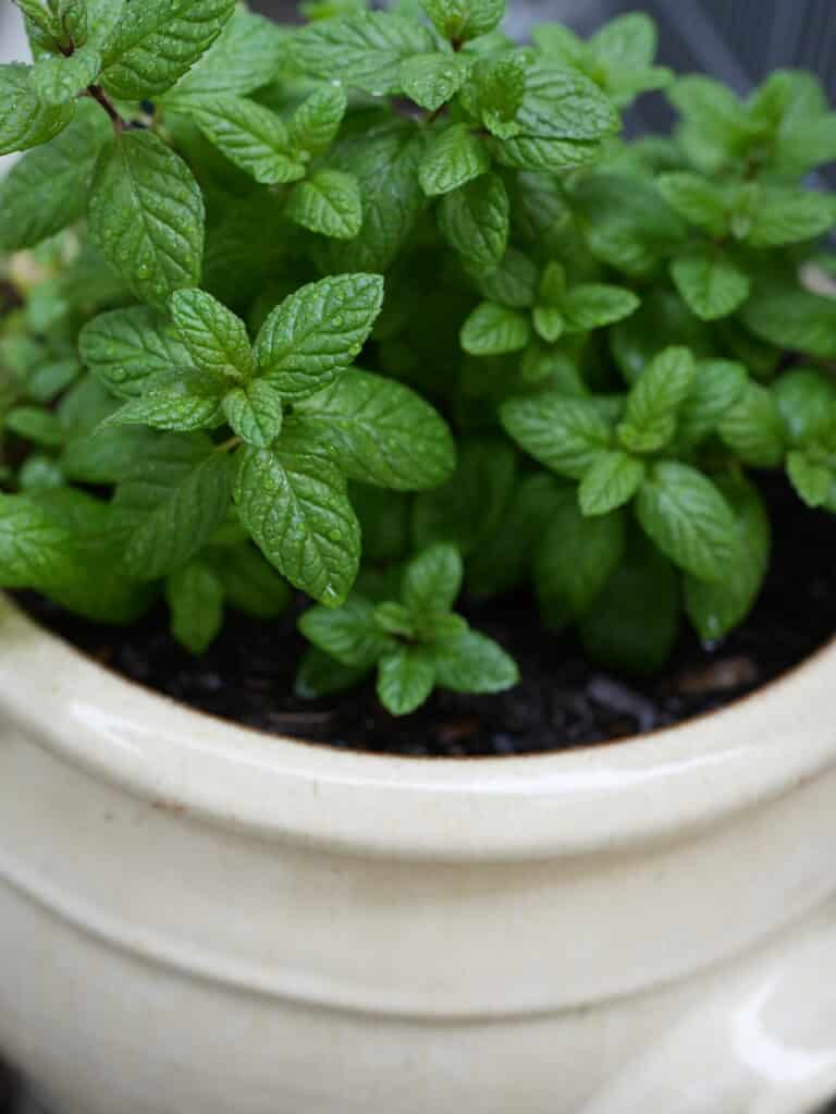 Mint herb plant planted in clay glazed pot