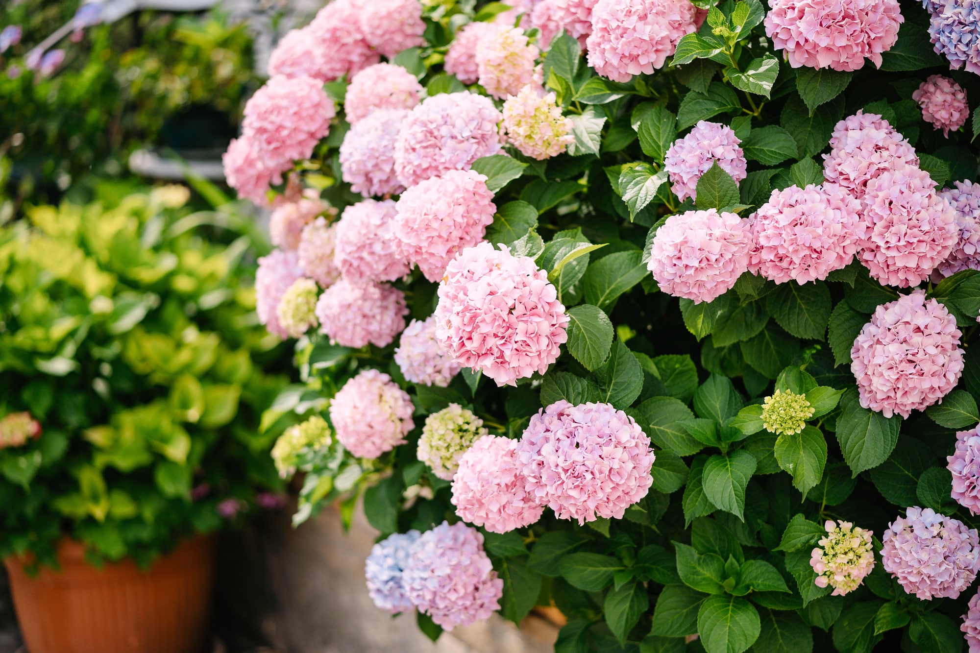 Pink Hydrangea shrubs with large pink flower clusters