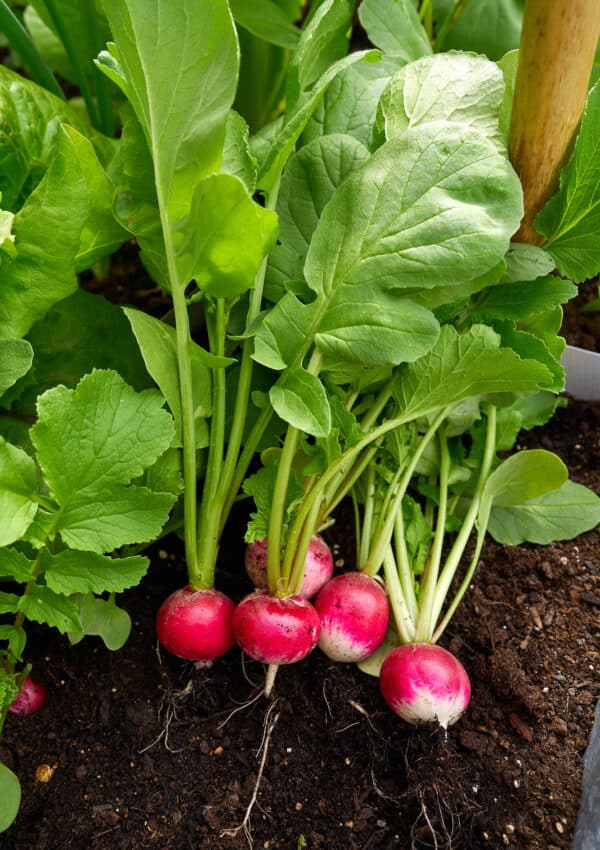 Radishes harvested from the garden, sitting atop soil