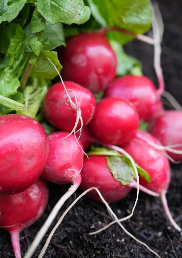 10 Easiest Vegetables to Grow in Pots (Perfect for Beginners!)