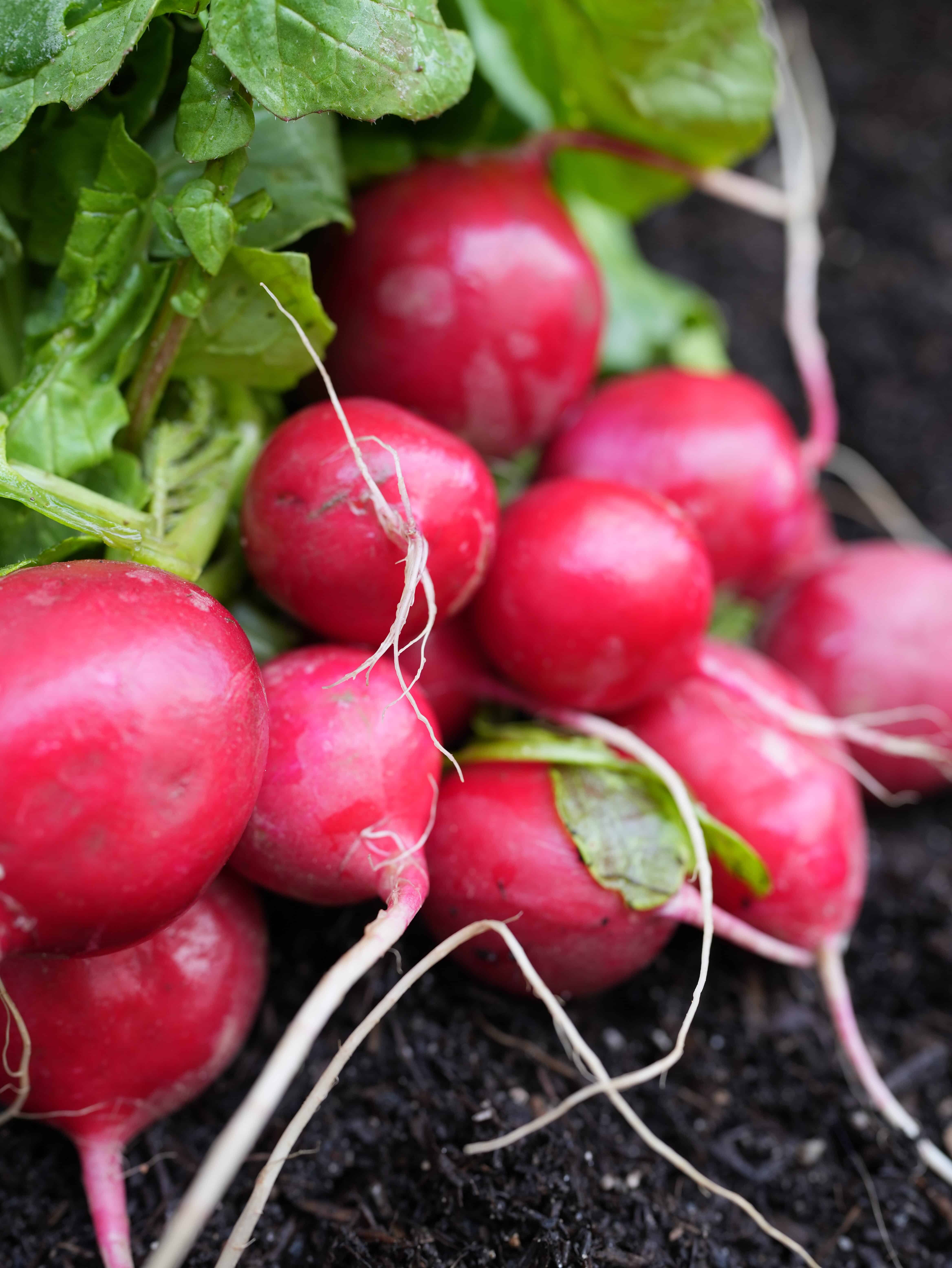 10 Easiest Vegetables to Grow in Pots (Perfect for Beginners!)