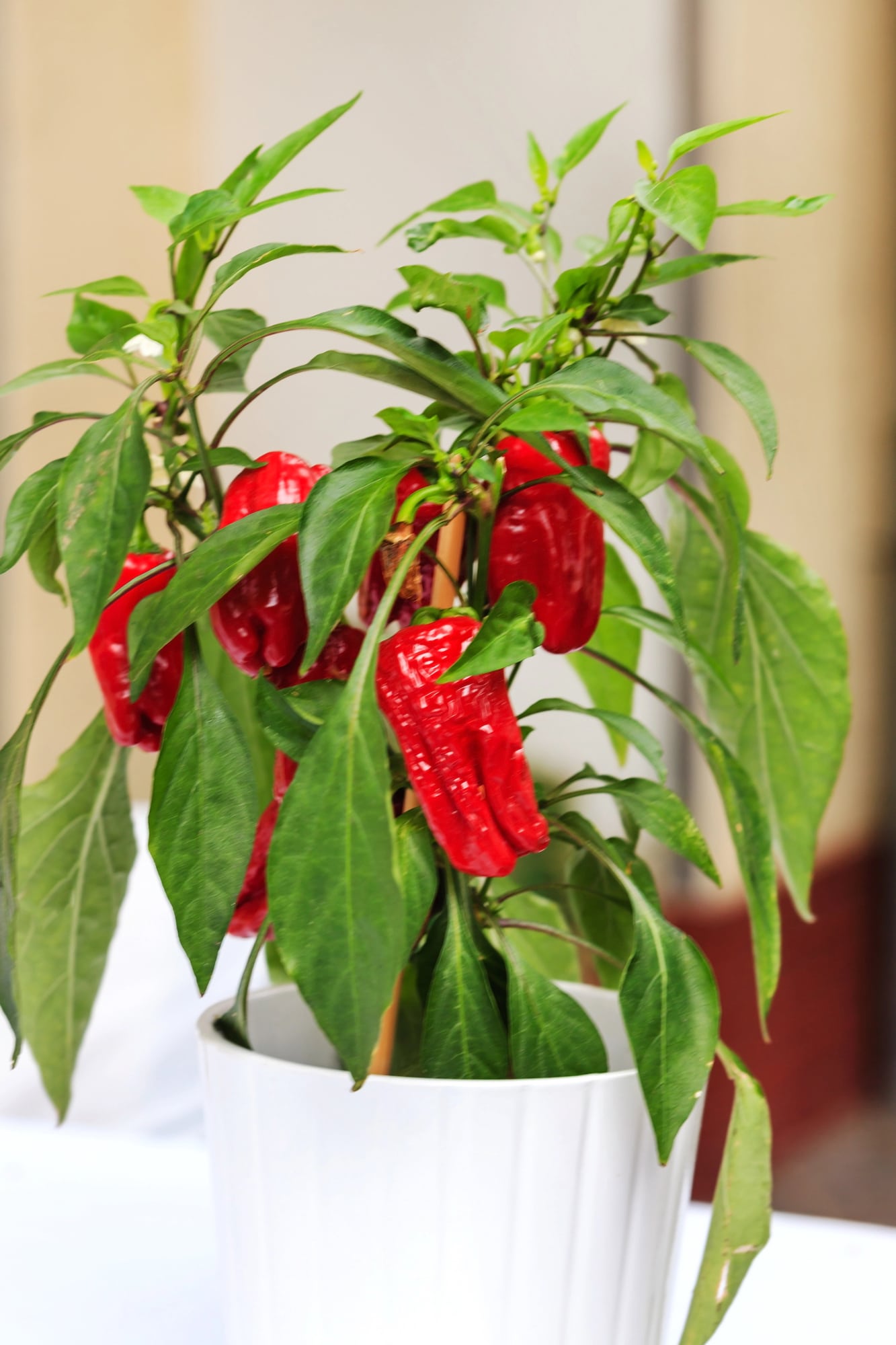 Hot chili peppers growing in small white pot