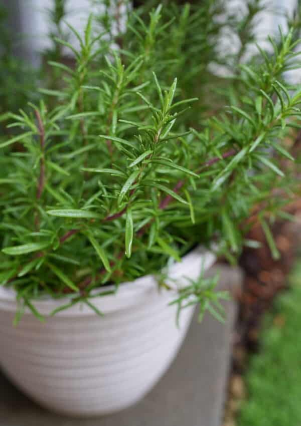 Rosemary plant growing in grey pot on stone paver
