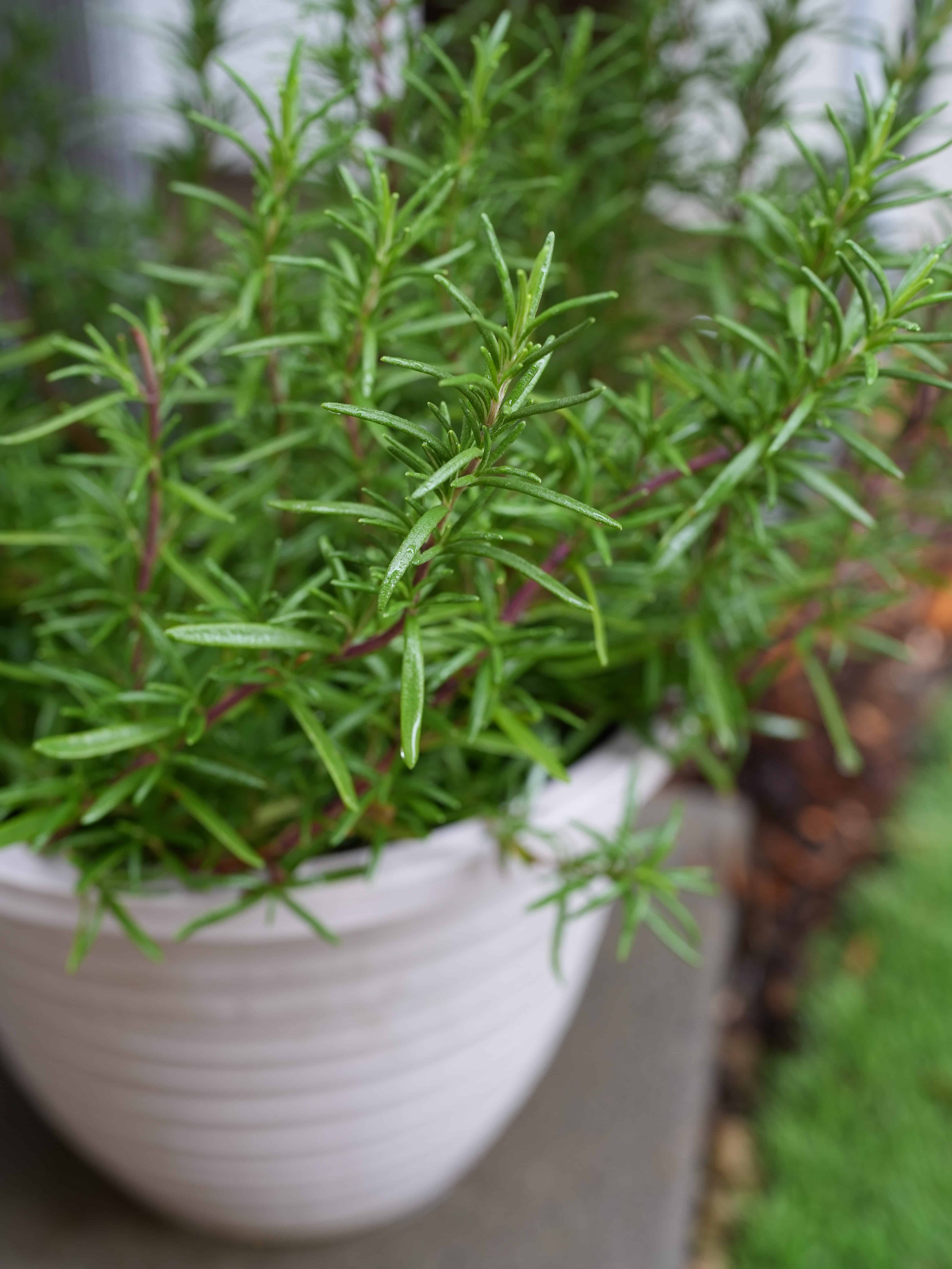 Rosemary Plant growing in container