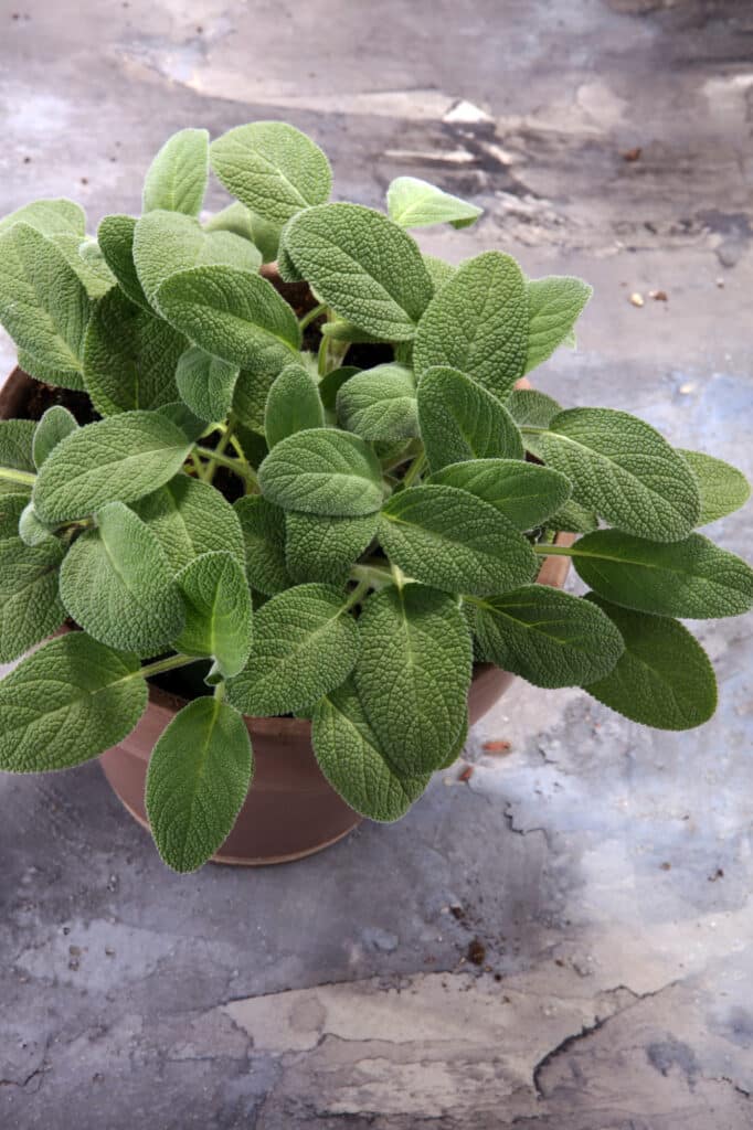 Sage herb growing in container