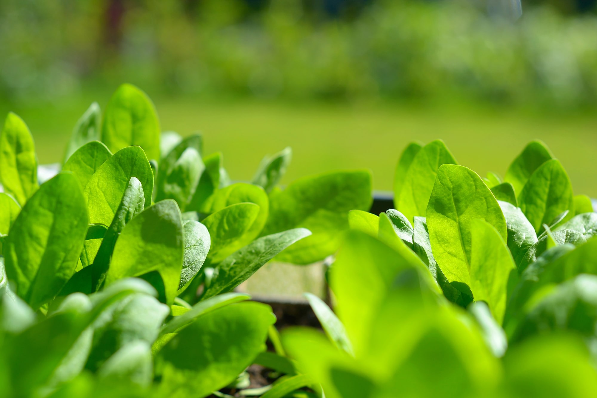 Spinach plant with large green leaves growing in sunlight, ready for harvesting