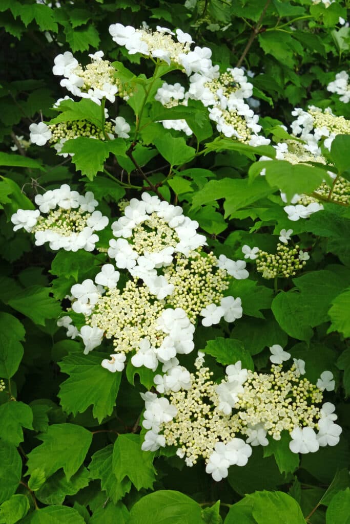 Viburnum Shrub with white flowers growing on green shrub