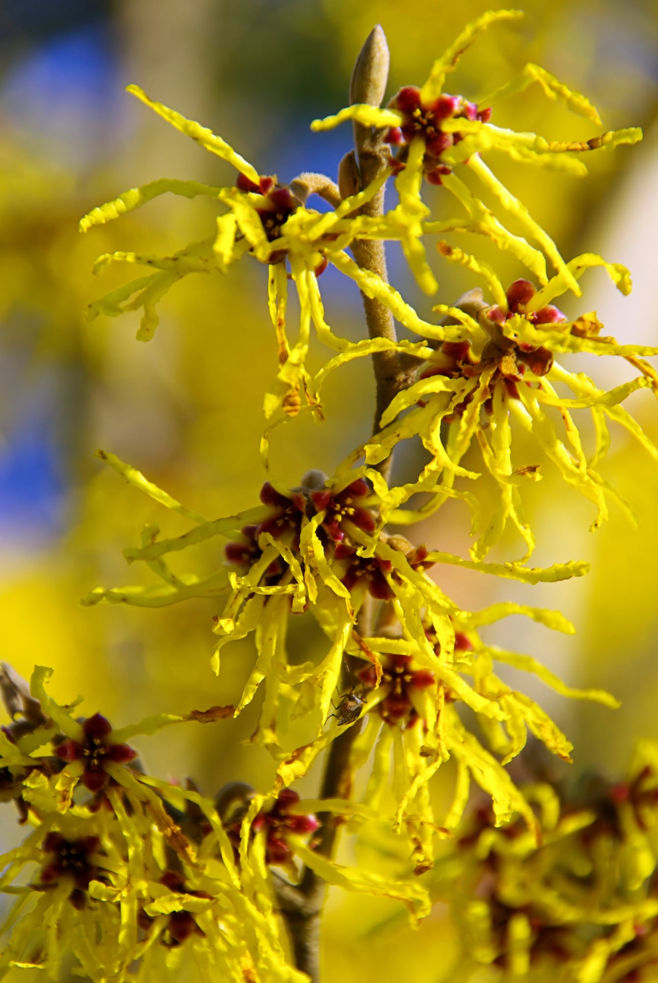 Witch Hazel Shrub with Yellow and purple blooms