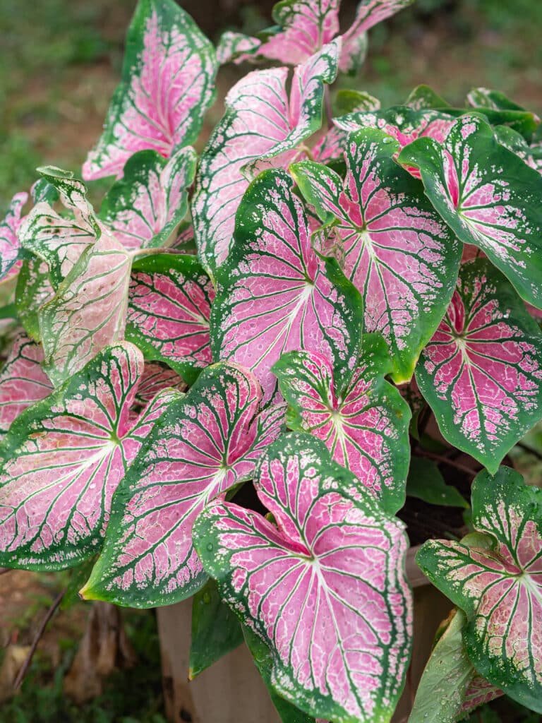 Large leaves of cream, pink, and green