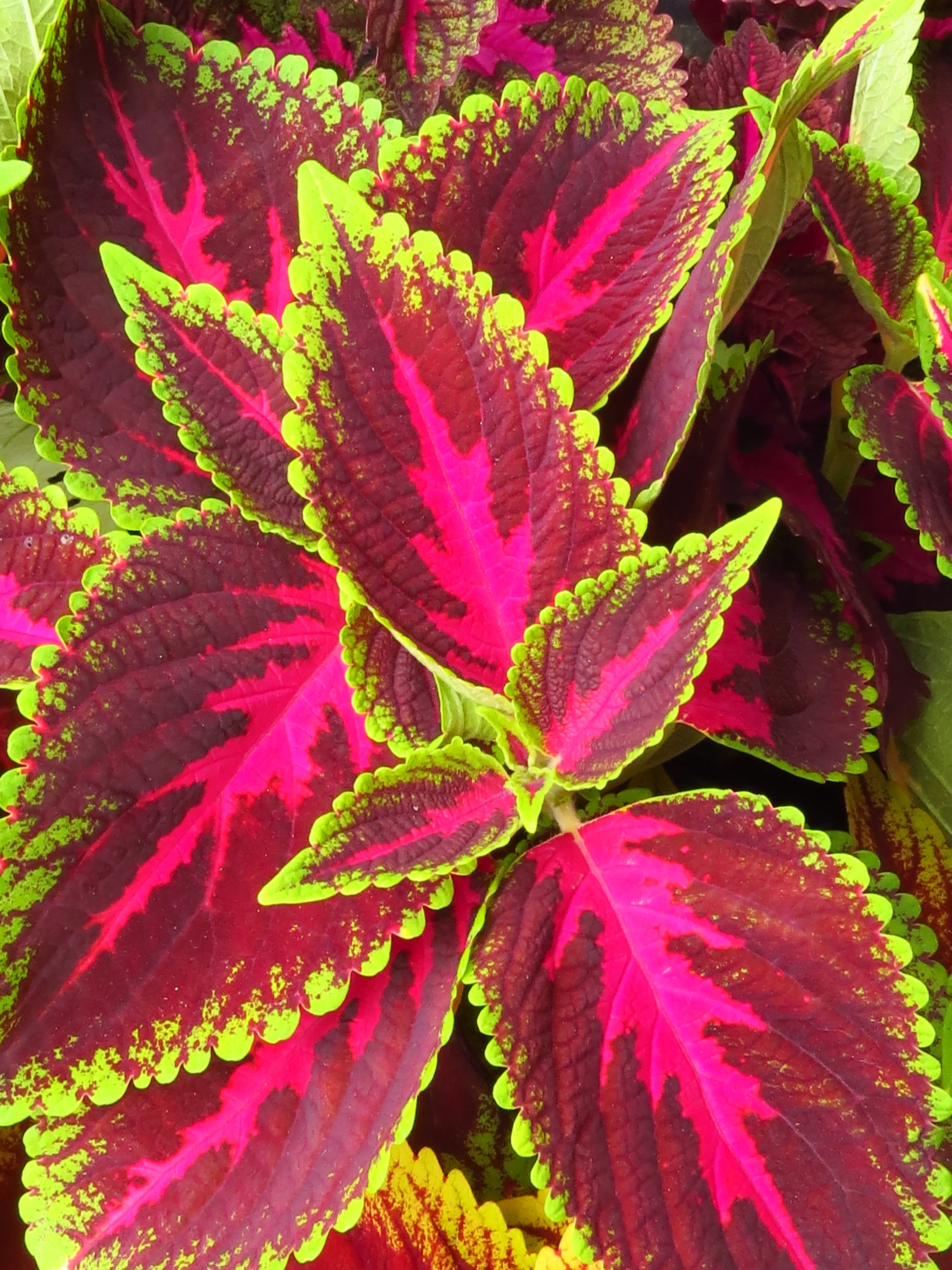 Coleus plant. Large leaves featuring yellow-lime tips and pink and burgundy