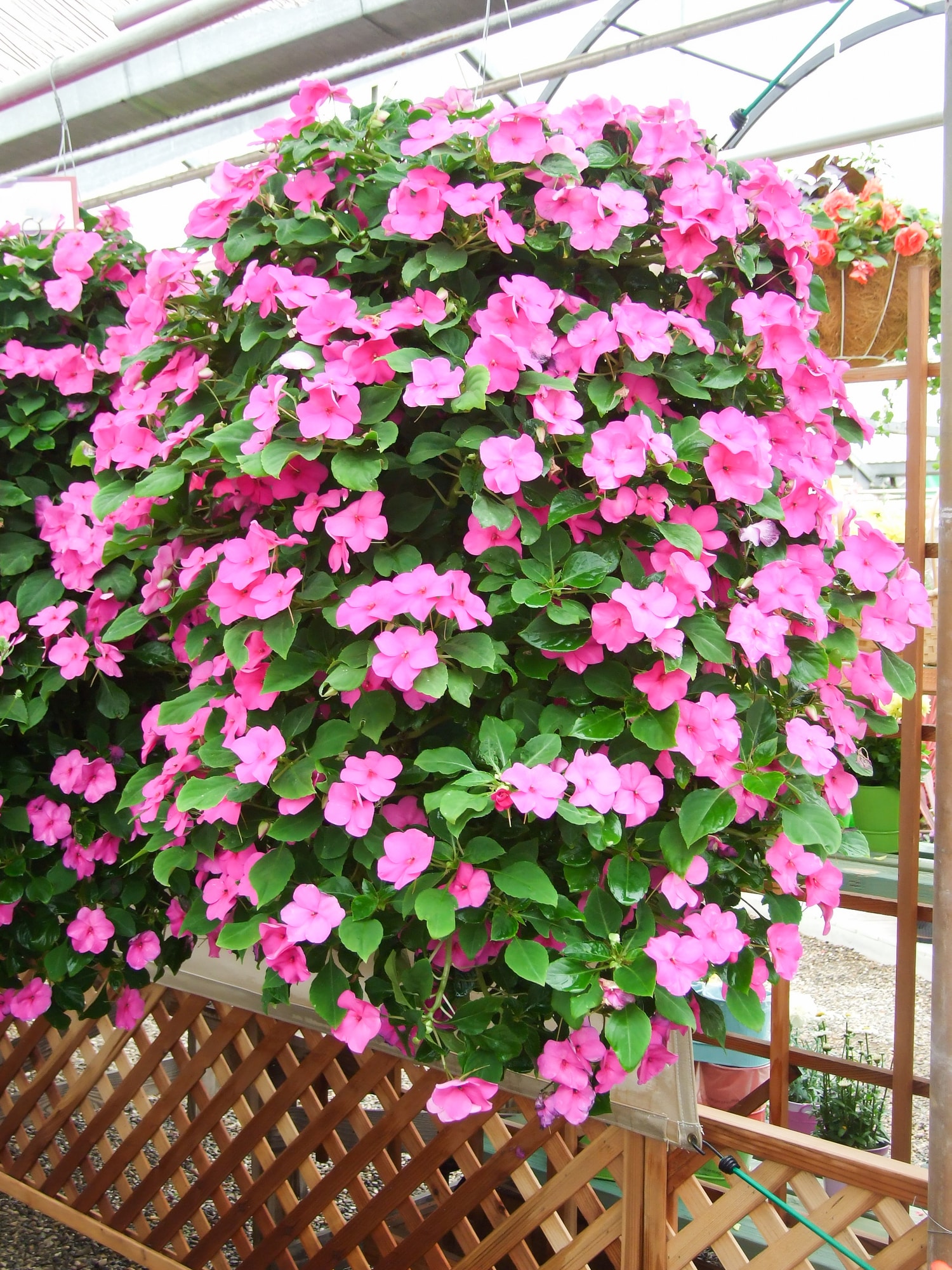 Pink Impatien flowers for hanging baskets