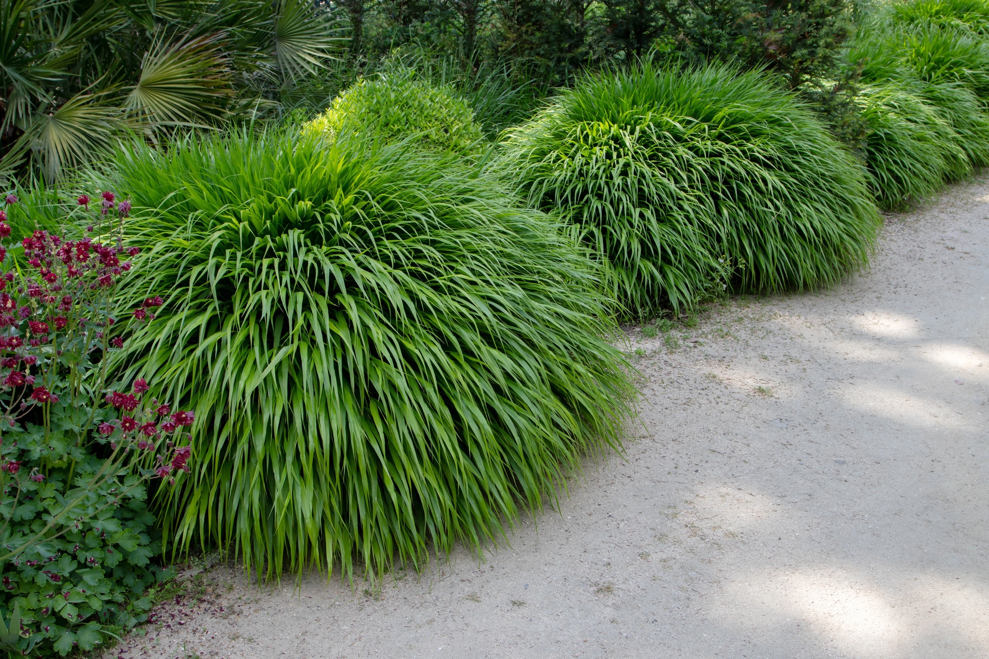 Mounds of ornametenal grasses alongside a concreate pathway