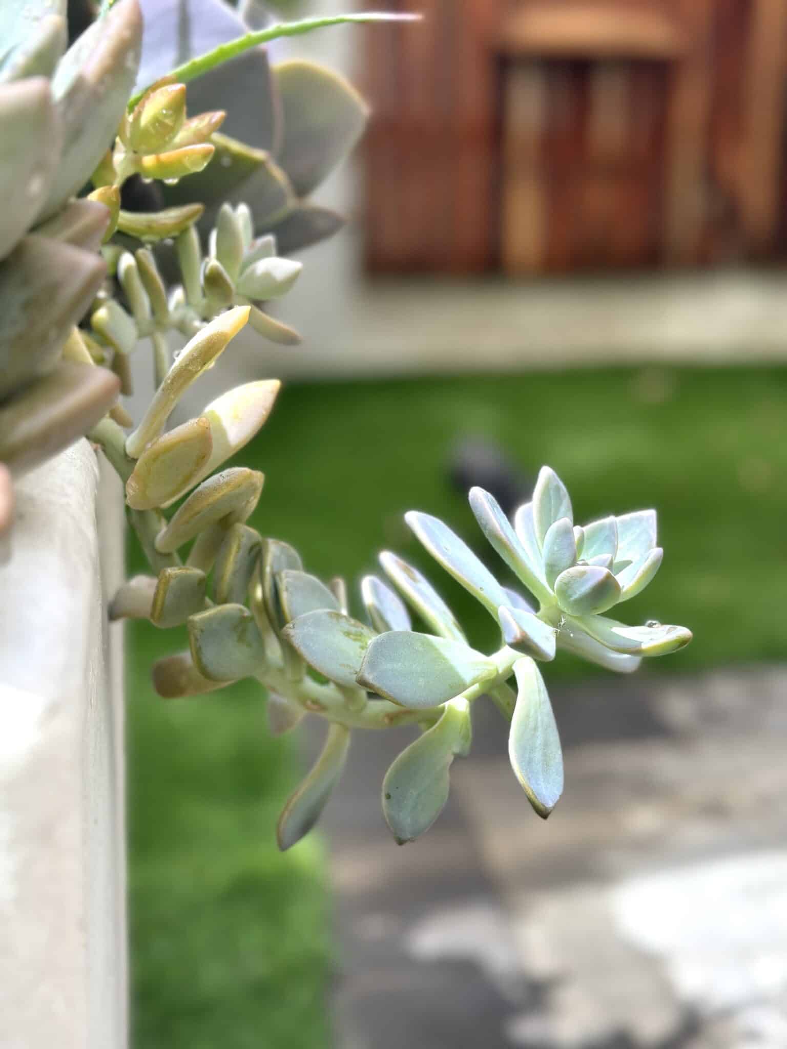 How to Propagate Succulents: A Step-by-Step Guide for Beginners – Among ...