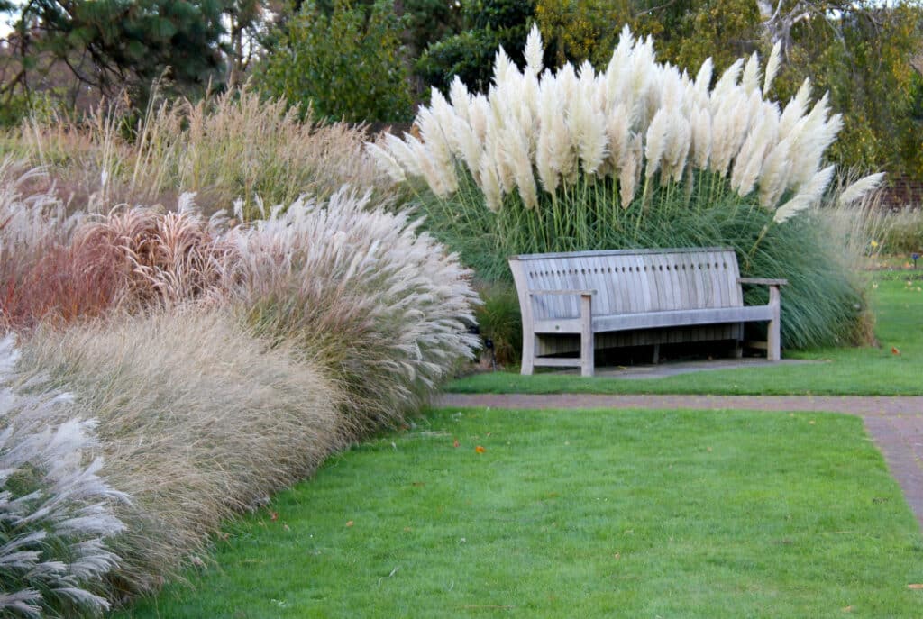 Ornamental grasses growing in a border along a green lawn of grass