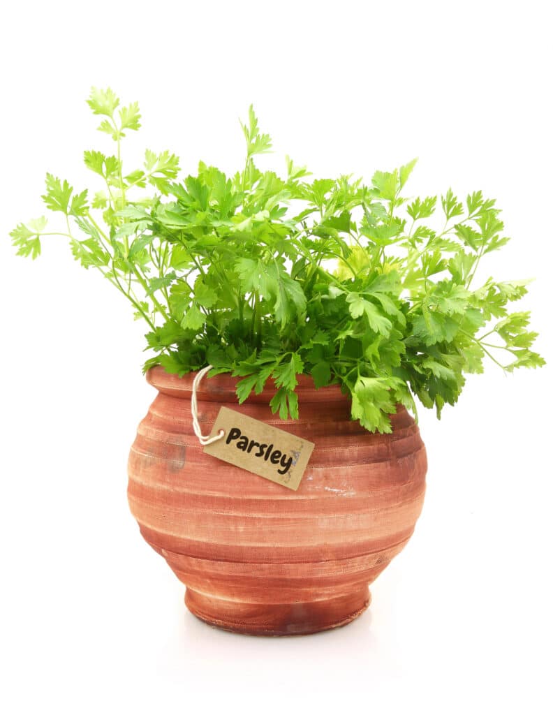 Parlsey plant in pot
