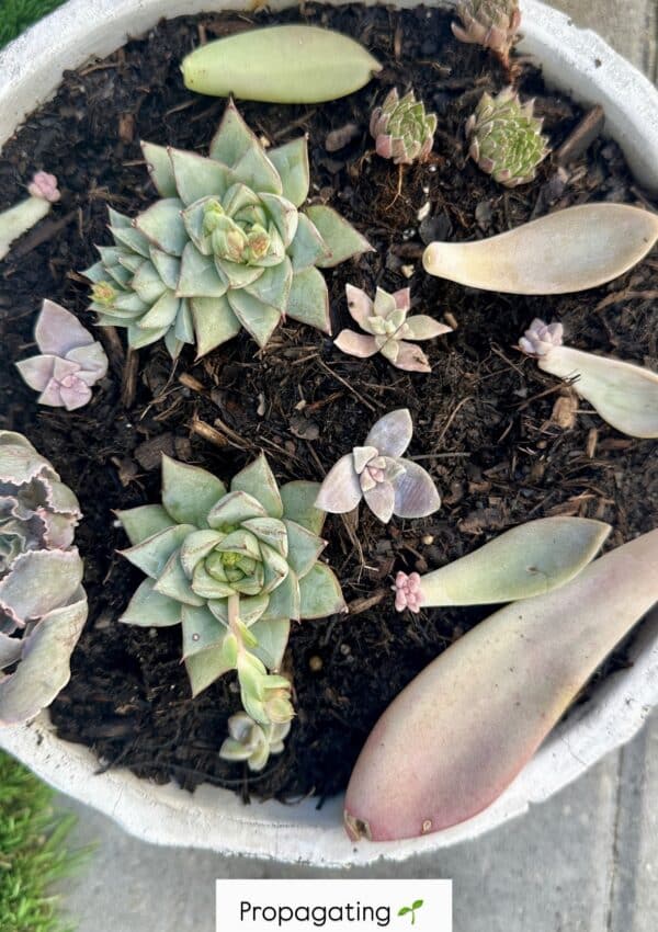 How to Propagate Succulents: A Step-by-Step Guide for Beginners