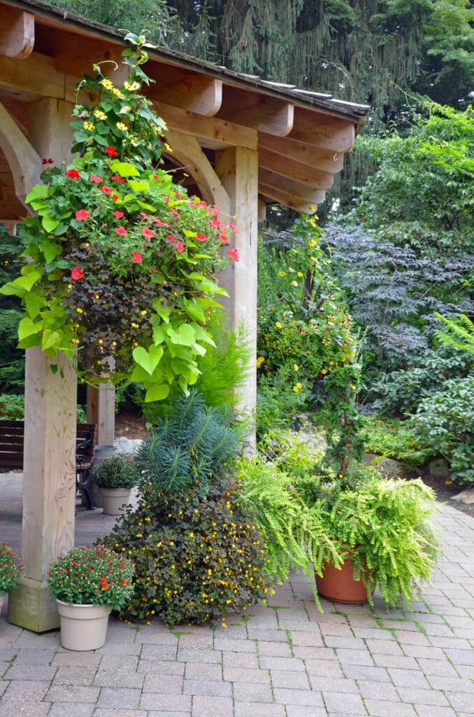Sweet potato vine arranged in hanging basket hanging from patio ceiling