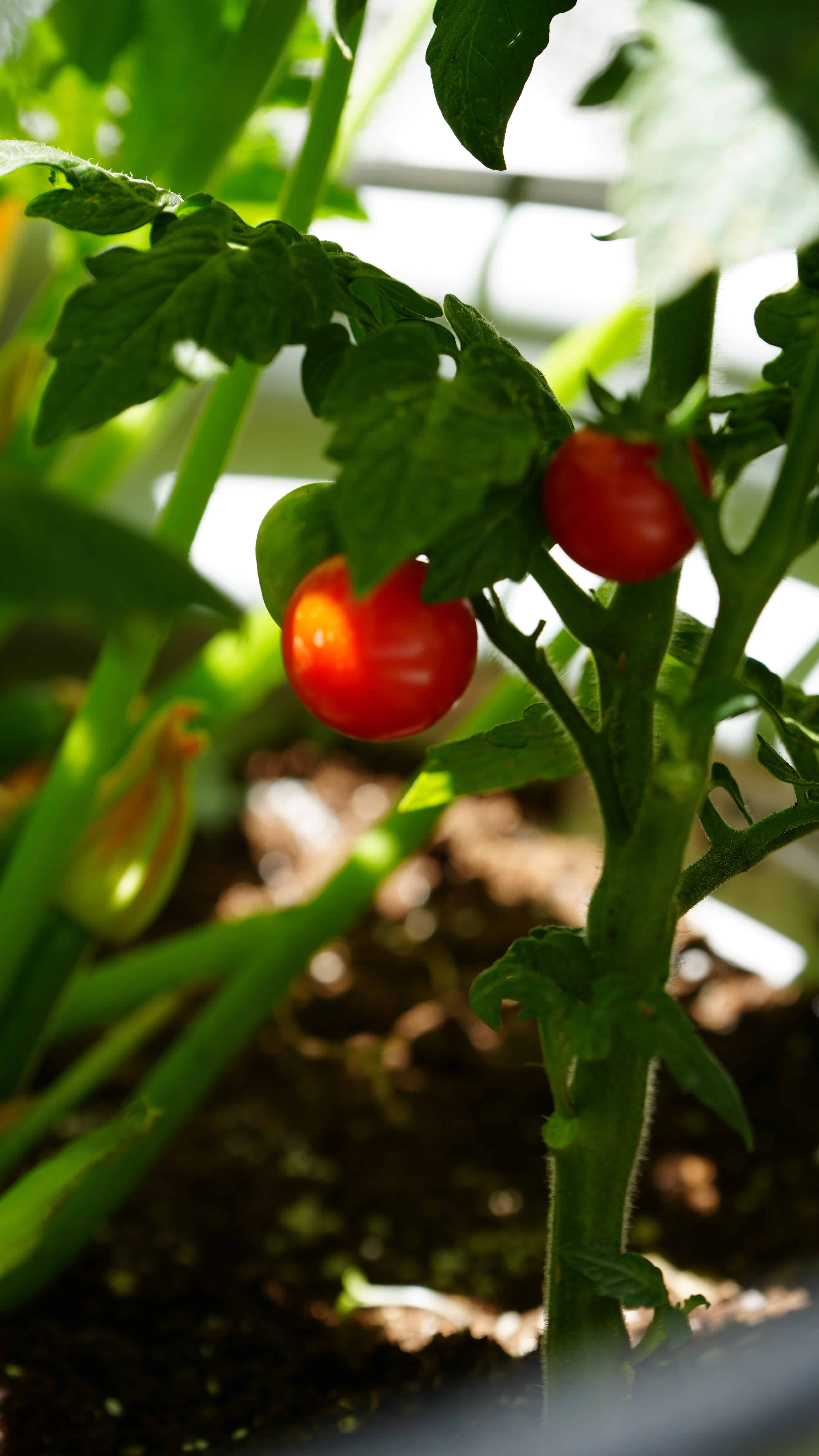 Cherry tomatoes growing on the vine in a container