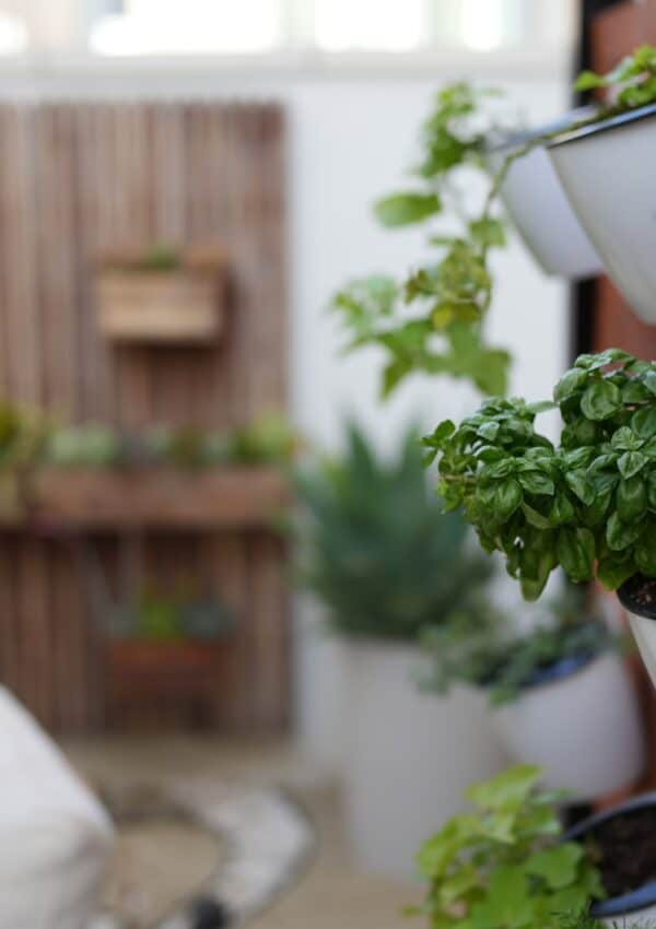 Vertical Garden Wall