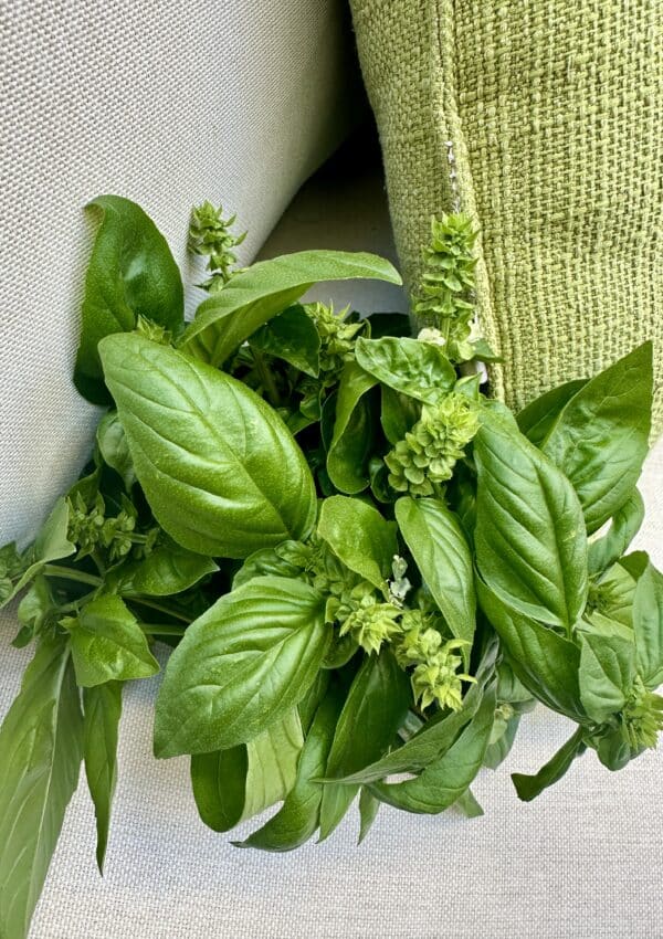 harvested Basil leaves and stems on lounge chair