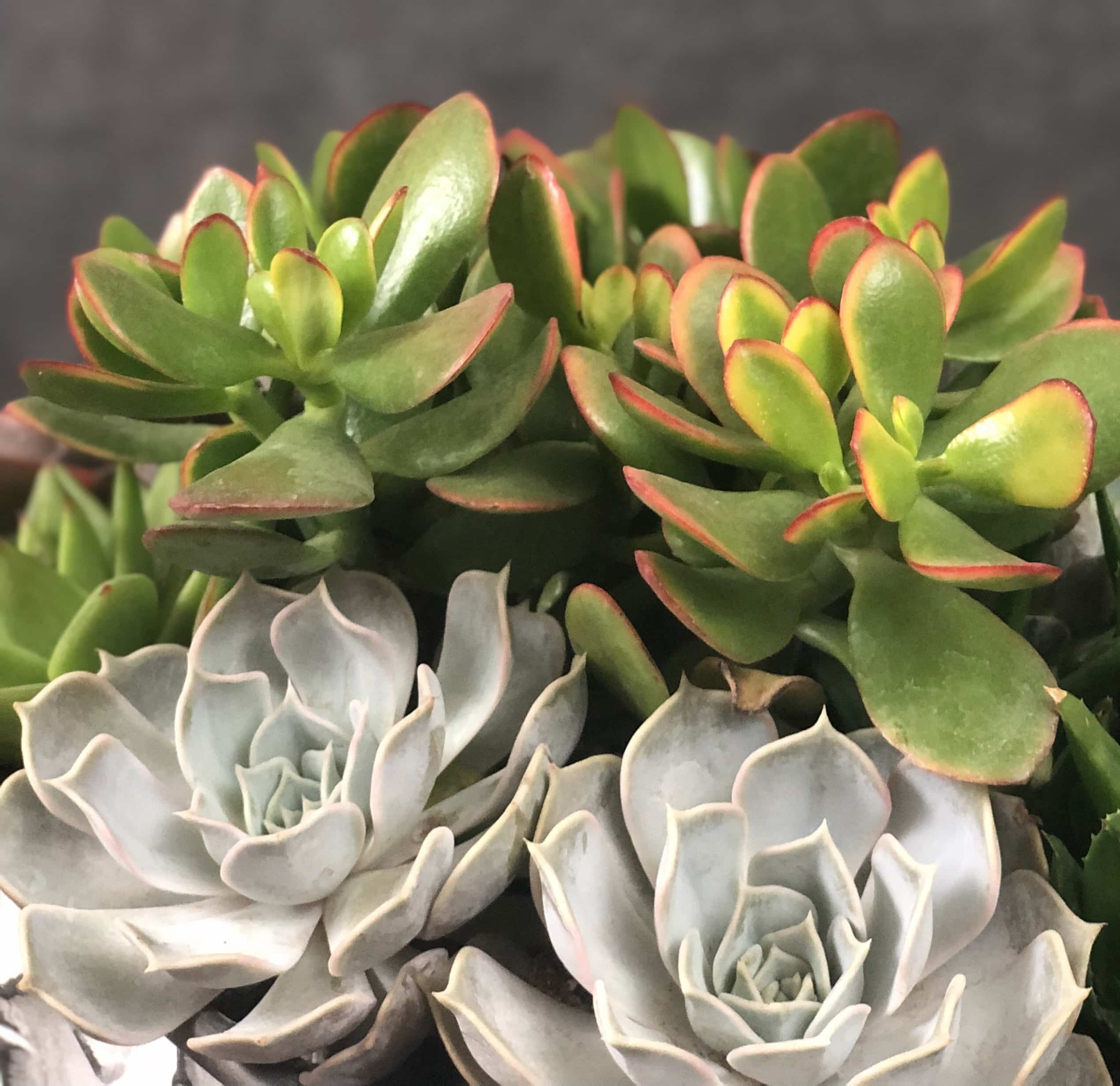 succulent planter with echeveria and crassula jade
