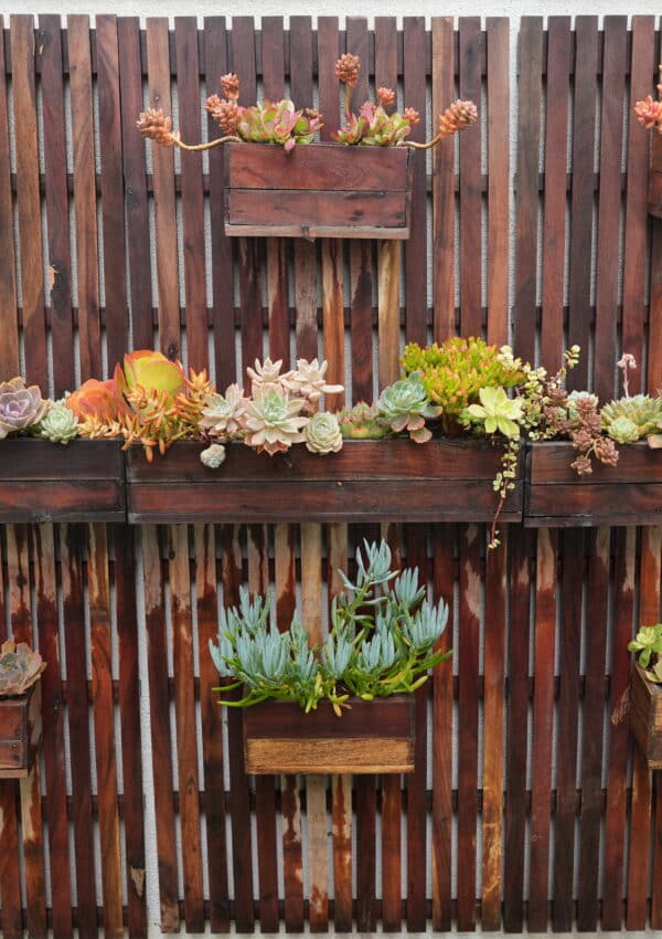 Vertical succulent wall made of wood, with wooden boxes and live succulents