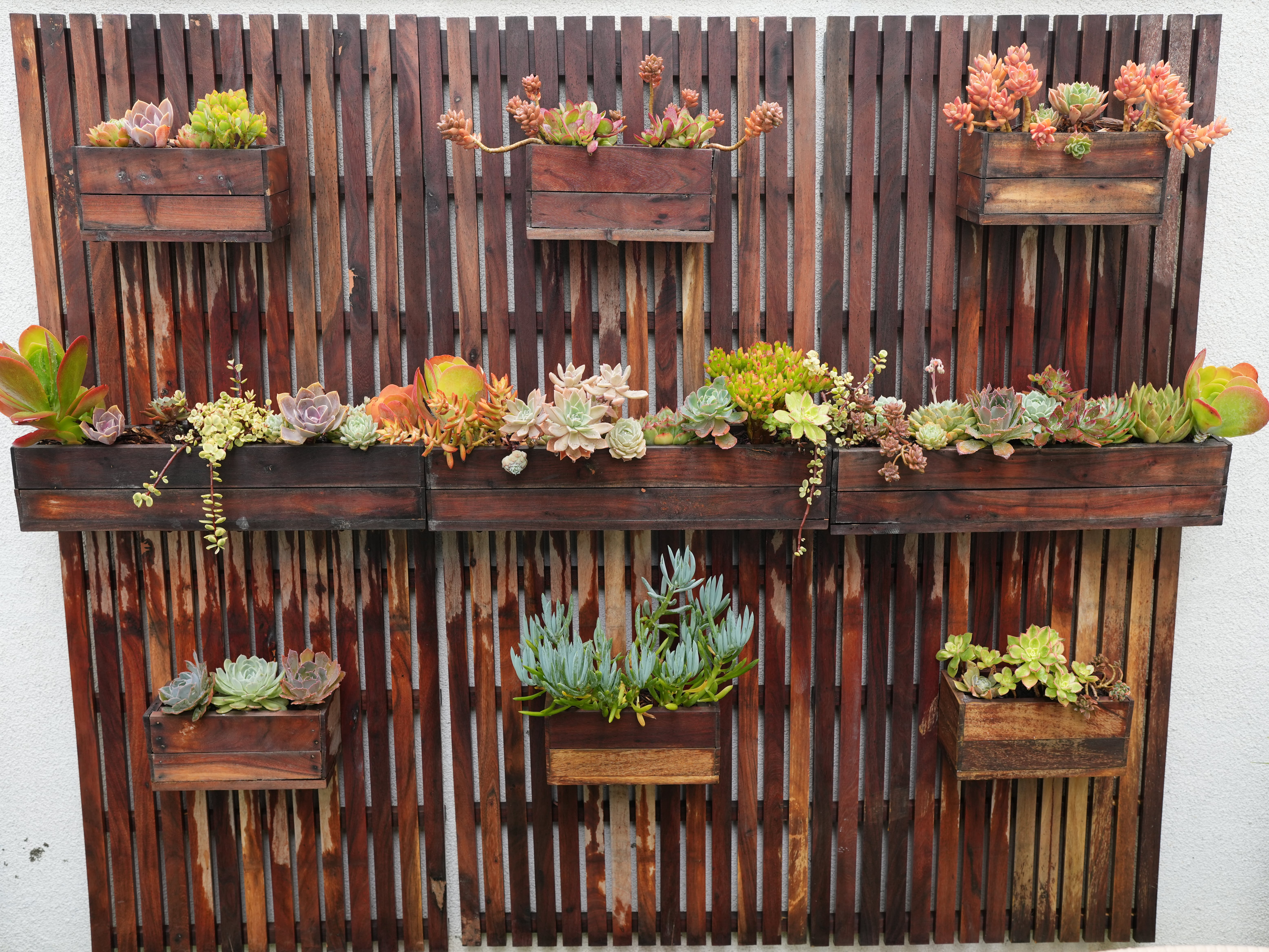 Vertical succulent wall made of wood, with wooden boxes and live succulents
