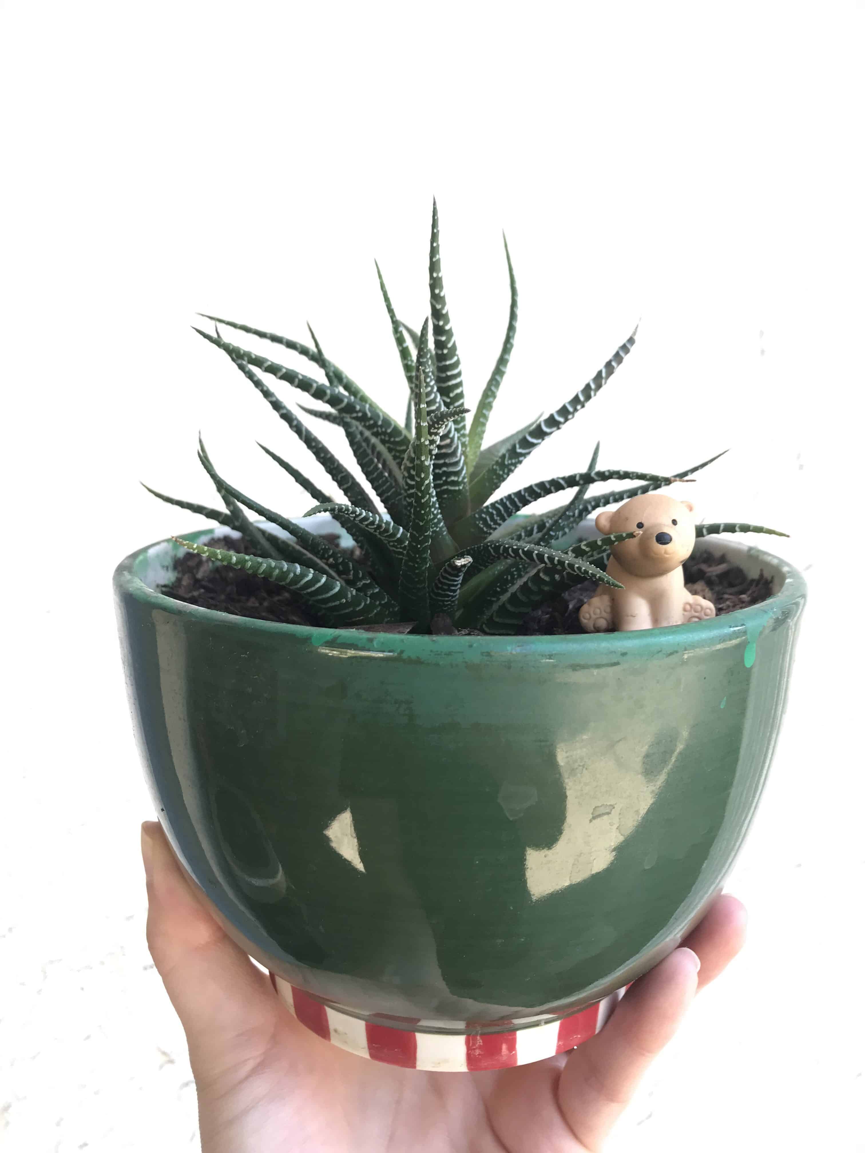 The 10 Best Indoor Succulents for Beginners (No Green Thumb Needed!)